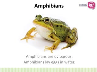 Amphibians
Amphibians are oviparous.
Amphibians lay eggs in water.
 