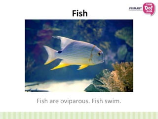 Fish
Fish are oviparous. Fish swim.
 