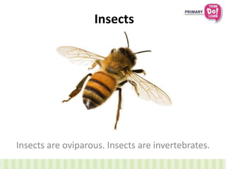 Insects
Insects are oviparous. Insects are invertebrates.
 