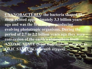 CYANOBACTERIA- the bacteria shaped like 
these existed approximately 3.3 billion years 
ago and was the first oxygen producing 
evolving phototropic organisms. During the 
period of 2.7 to 2.2 billion years ago they were 
conversion of the earth’s atmosphere from 
ANOXIC STATE (from state without oxygen) to 
OXIC STATE (a state with oxygen) 
 