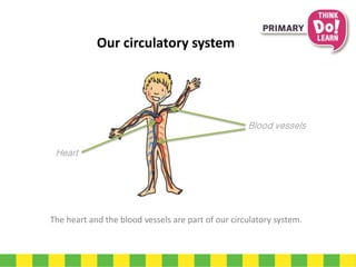 The heart and the blood vessels are part of our circulatory system.
Our circulatory system
Heart
Blood vessels