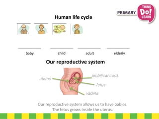 Our reproductive system
Our reproductive system allows us to have babies.
The fetus grows inside the uterus.
umbilical cord
uterus
vagina
fetus
Human life cycle
baby child elderlyadult