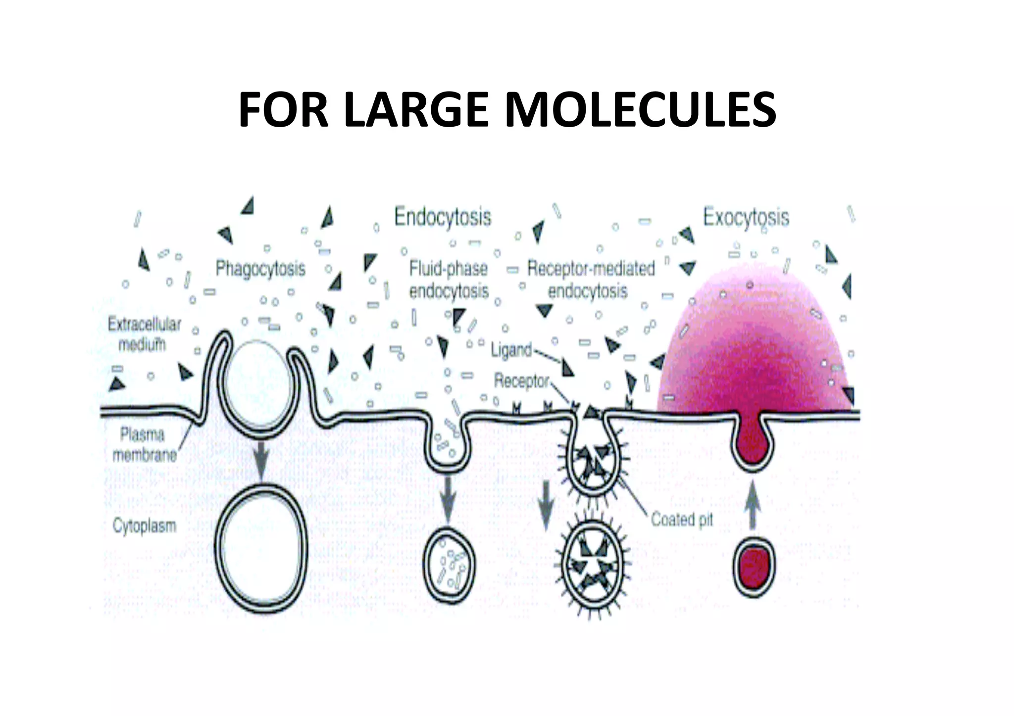 FOR LARGE MOLECULES 
 