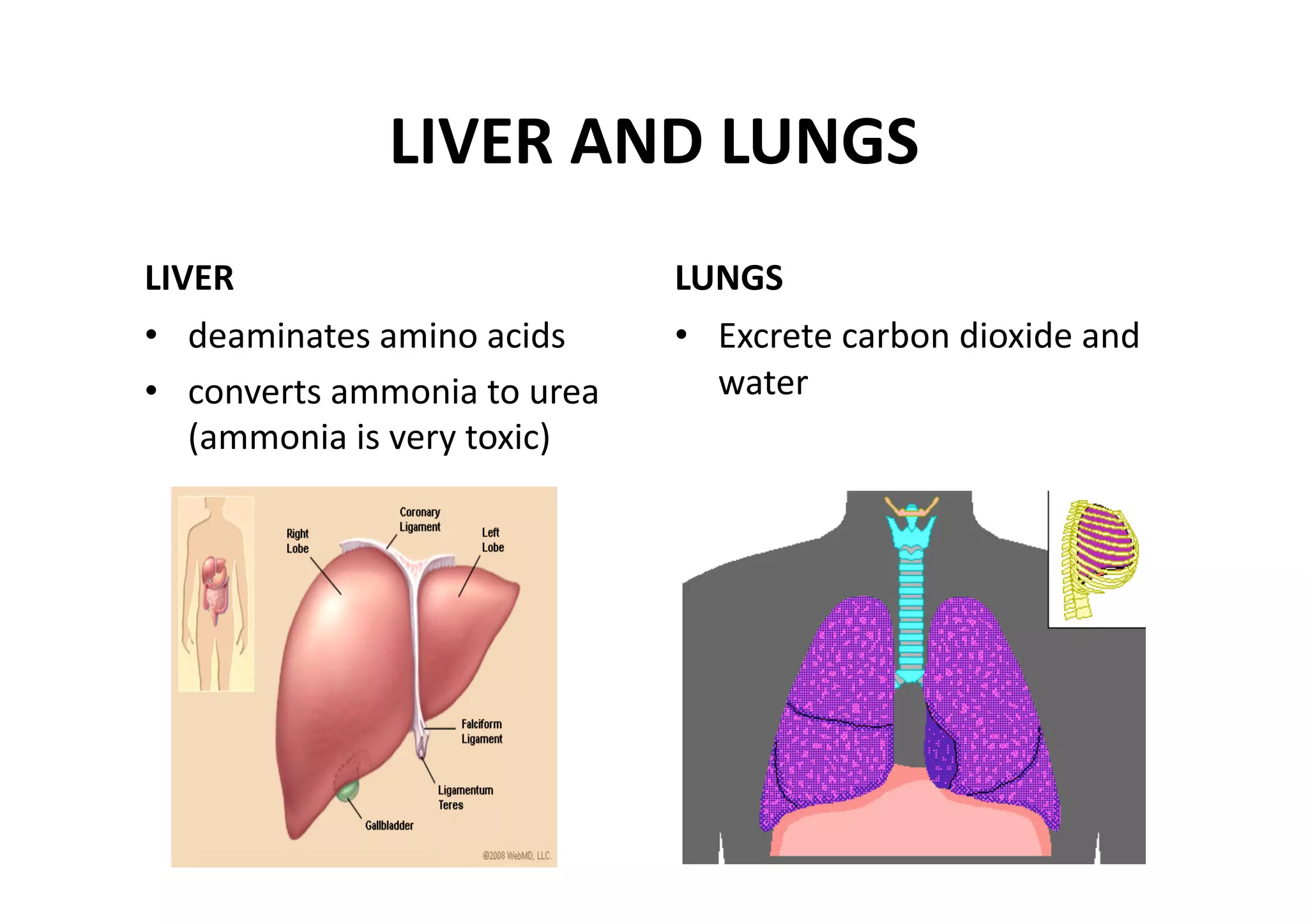 LIVER AND LUNGS 
LIVER                          LUNGS 
•  deaminates amino acids      •  Excrete carbon dioxide and 
•  converts ammonia to urea       water 
   (ammonia is very toxic) 
 