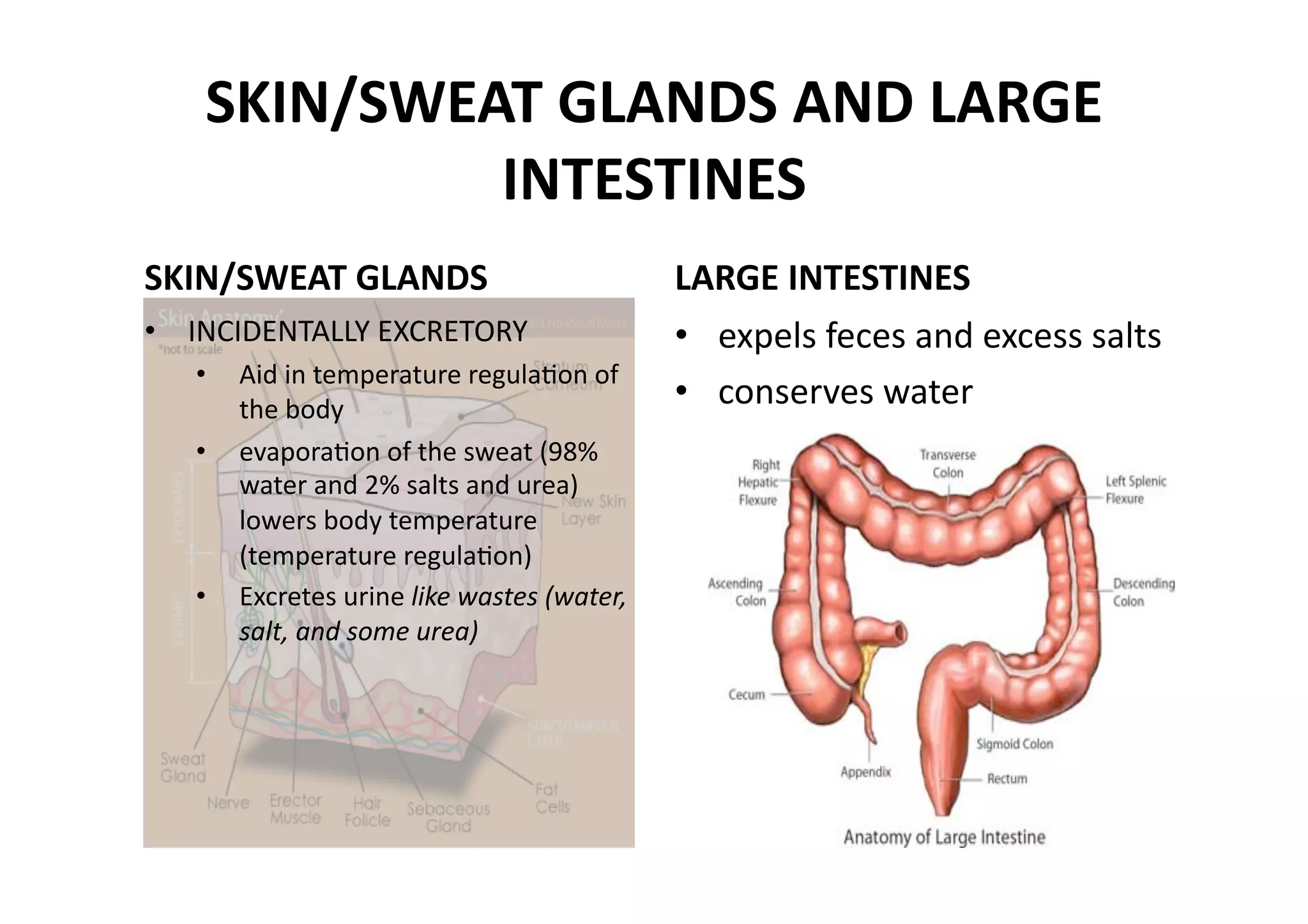 SKIN/SWEAT GLANDS AND LARGE 
             INTESTINES 
SKIN/SWEAT GLANDS                           LARGE INTESTINES 
•  INCIDENTALLY EXCRETORY                   •  expels feces and excess salts 
   •  Aid in temperature regulaMon of 
      the body 
                                            •  conserves water 
   •  evaporaMon of the sweat (98% 
      water and 2% salts and urea) 
      lowers body temperature 
      (temperature regulaMon) 
   •  Excretes urine like wastes (water, 
      salt, and some urea) 
 
