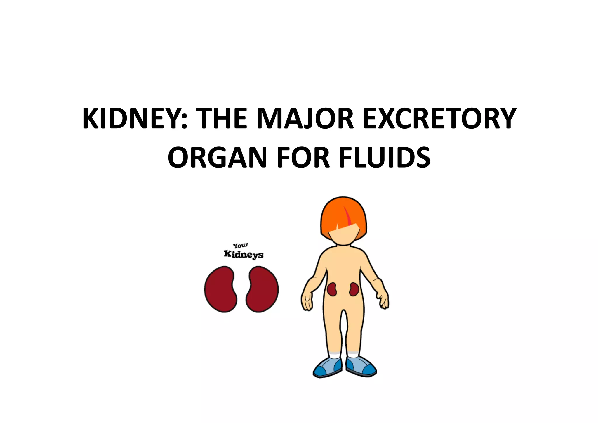 KIDNEY: THE MAJOR EXCRETORY 
     ORGAN FOR FLUIDS 
 