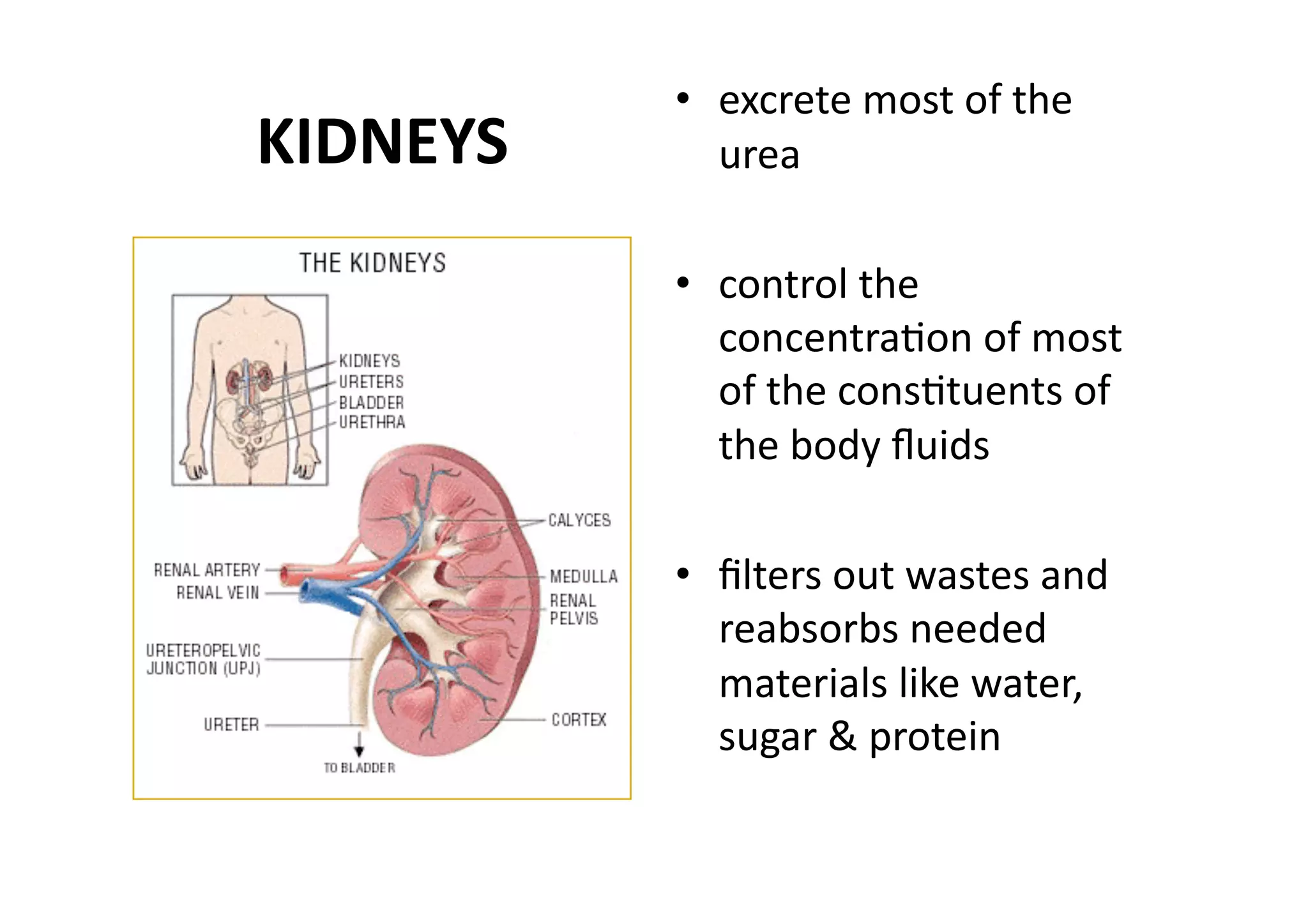 •  excrete most of the 
KIDNEYS       urea 

           •  control the 
              concentraMon of most 
              of the consMtuents of 
              the body ﬂuids 

           •  ﬁlters out wastes and 
              reabsorbs needed 
              materials like water, 
              sugar & protein 
 