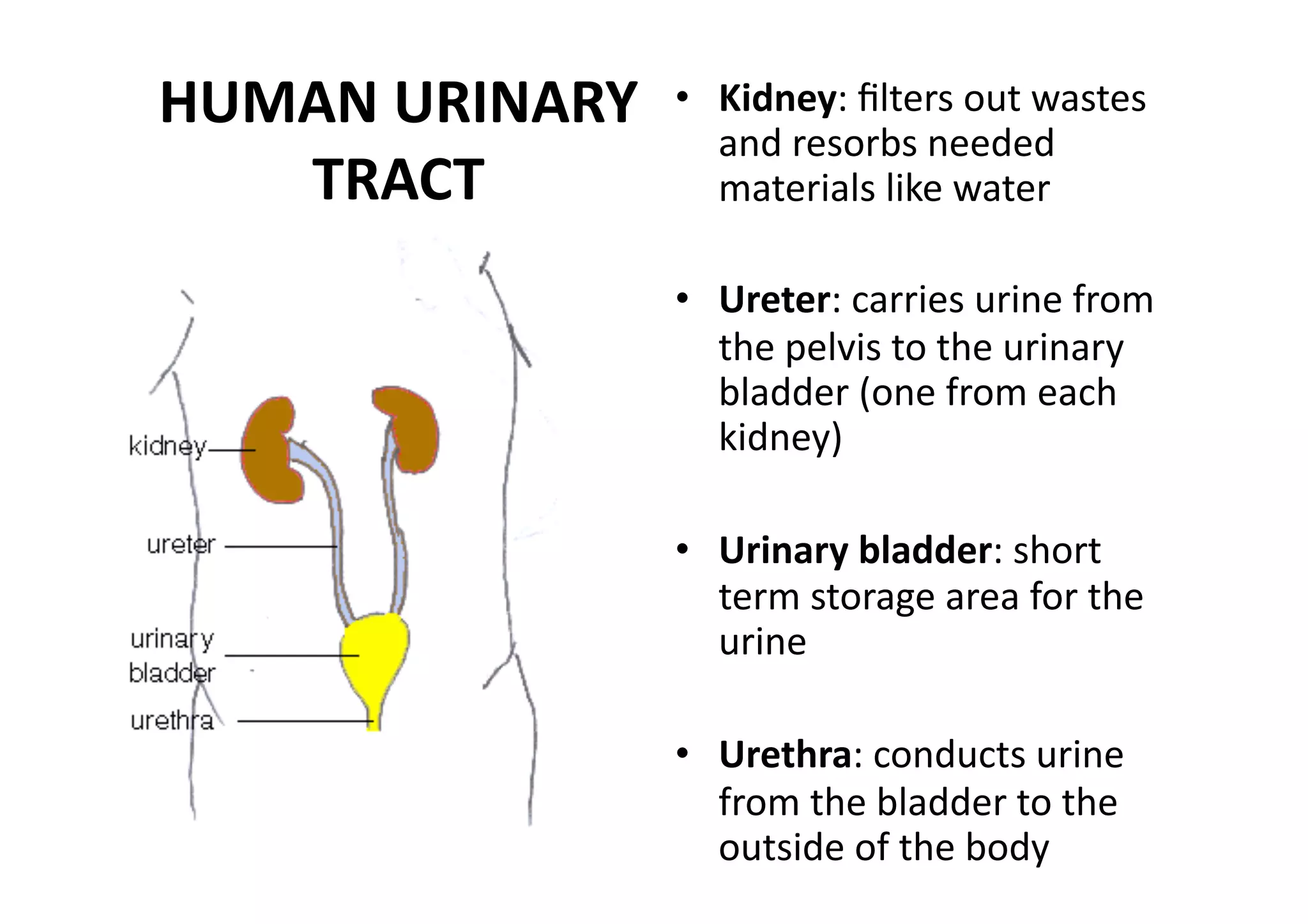 HUMAN URINARY    •  Kidney: ﬁlters out wastes 
                    and resorbs needed 
   TRACT            materials like water 

                 •  Ureter: carries urine from 
                    the pelvis to the urinary 
                    bladder (one from each 
                    kidney) 

                 •  Urinary bladder: short 
                    term storage area for the 
                    urine 

                 •  Urethra: conducts urine 
                    from the bladder to the 
                    outside of the body 
 