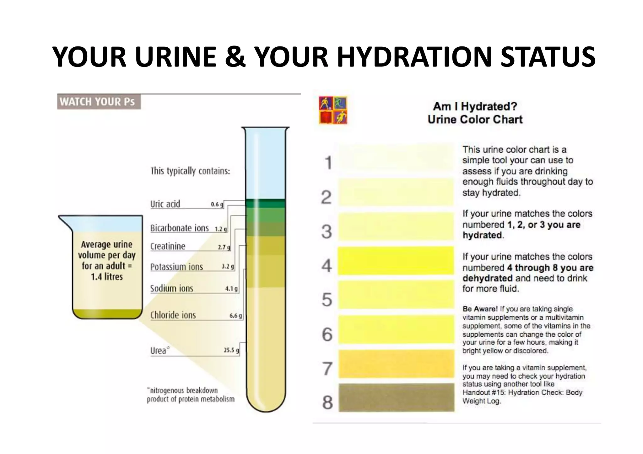 YOUR URINE & YOUR HYDRATION STATUS 
 