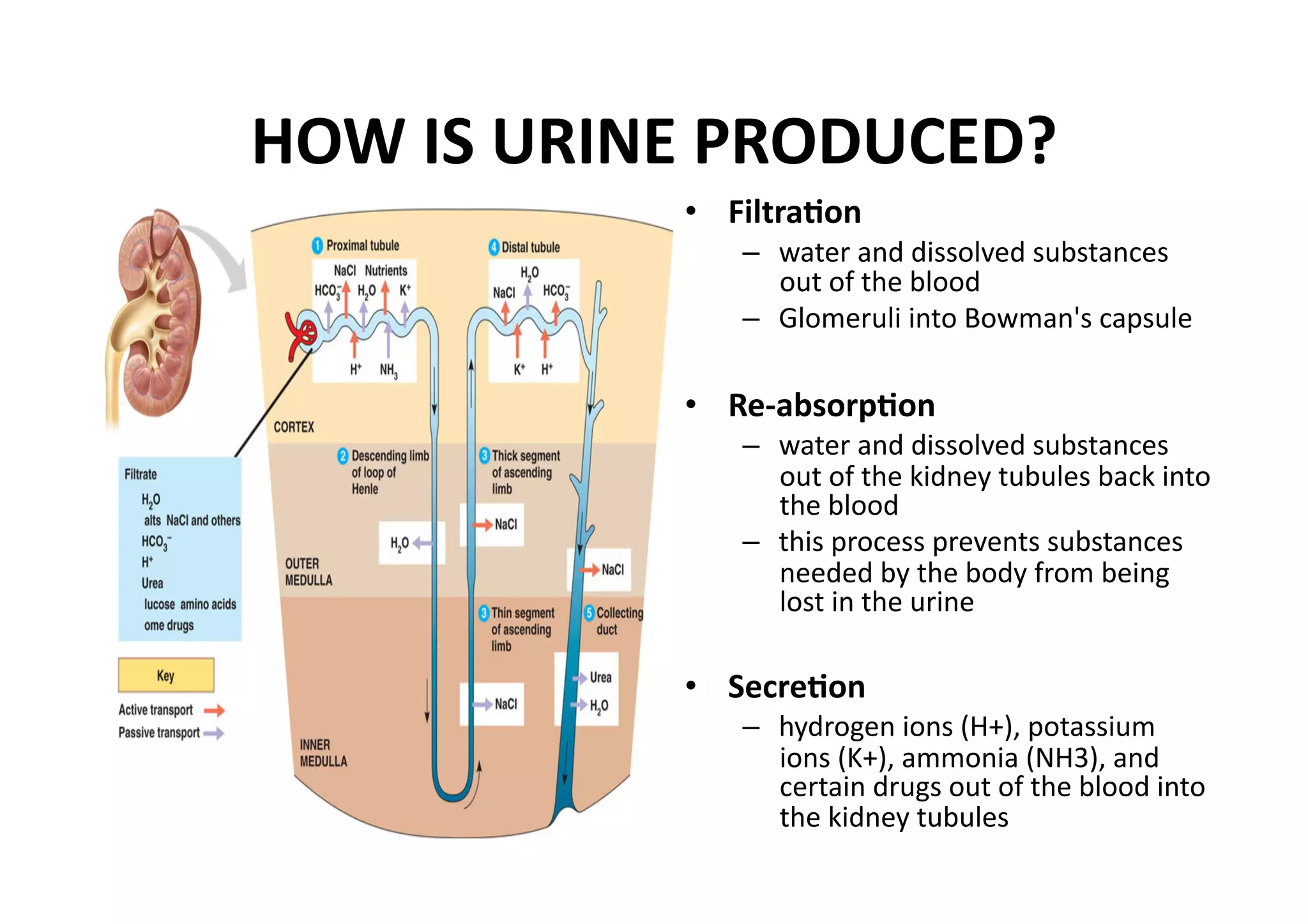 HOW IS URINE PRODUCED? 
            •  Filtra_on 
                –  water and dissolved substances 
                   out of the blood 
                –  Glomeruli into Bowman's capsule 

            •  Re‐absorp_on 
                –  water and dissolved substances 
                   out of the kidney tubules back into 
                   the blood 
                –  this process prevents substances 
                   needed by the body from being 
                   lost in the urine 

            •  Secre_on 
                –  hydrogen ions (H+), potassium 
                   ions (K+), ammonia (NH3), and 
                   certain drugs out of the blood into 
                   the kidney tubules 
 