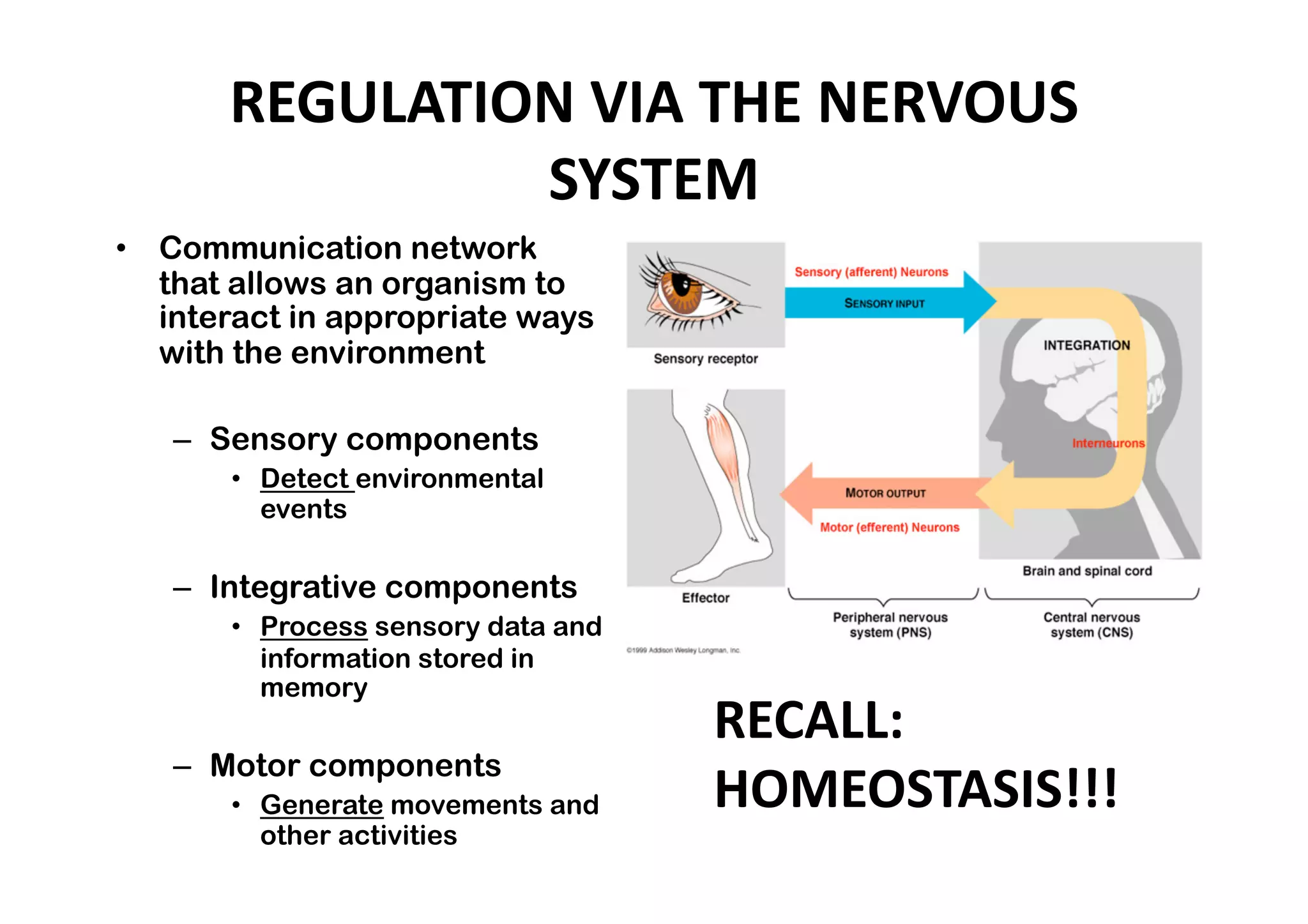REGULATION VIA THE NERVOUS 
                SYSTEM 
•  Communication network
   that allows an organism to
   interact in appropriate ways
   with the environment

   –  Sensory components
       •  Detect environmental
          events

   –  Integrative components
       •  Process sensory data and
          information stored in
          memory
                                     RECALL: 
   –  Motor components
       •  Generate movements and     HOMEOSTASIS!!! 
          other activities
 