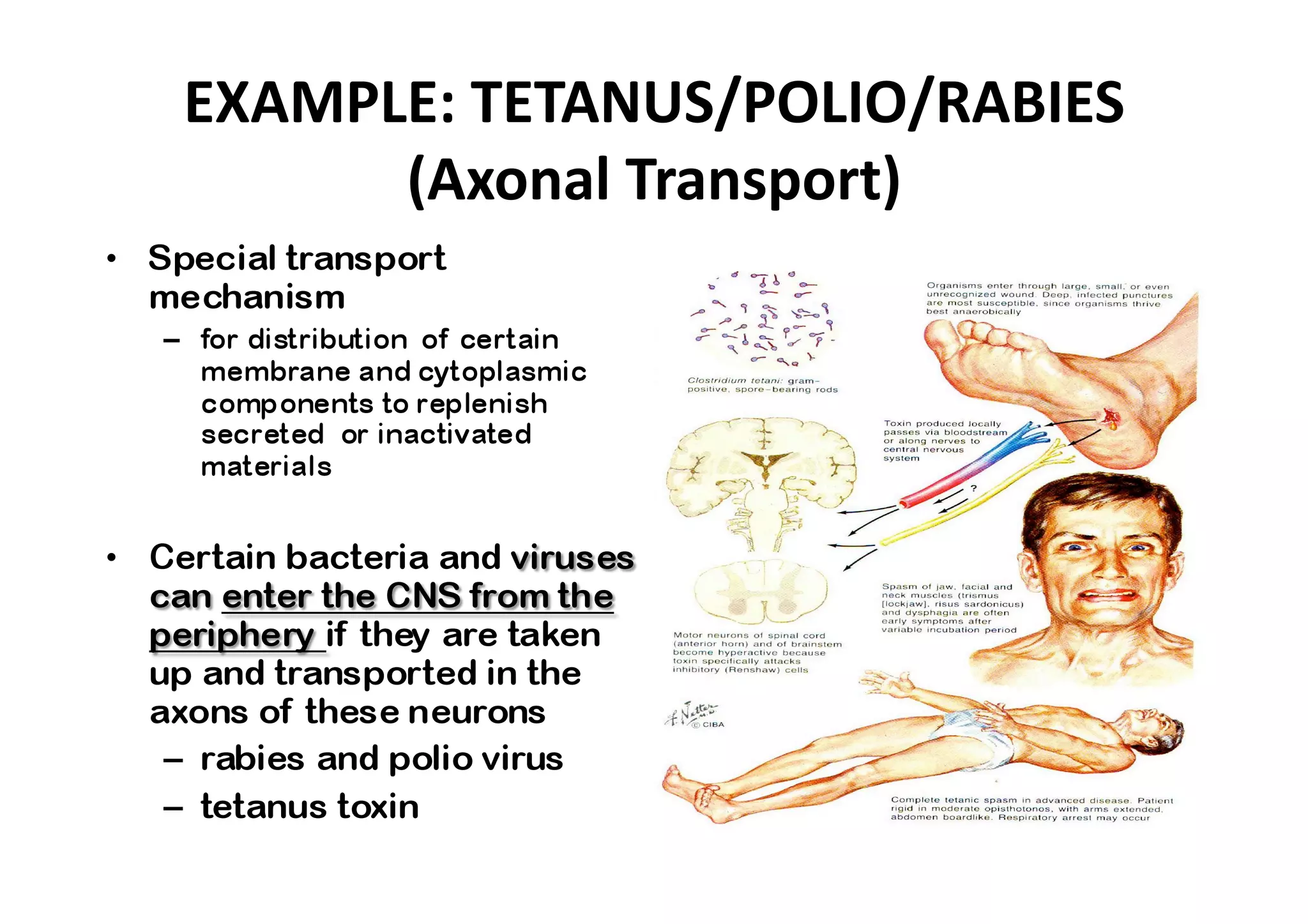 EXAMPLE: TETANUS/POLIO/RABIES 
      (Axonal Transport) 
 
