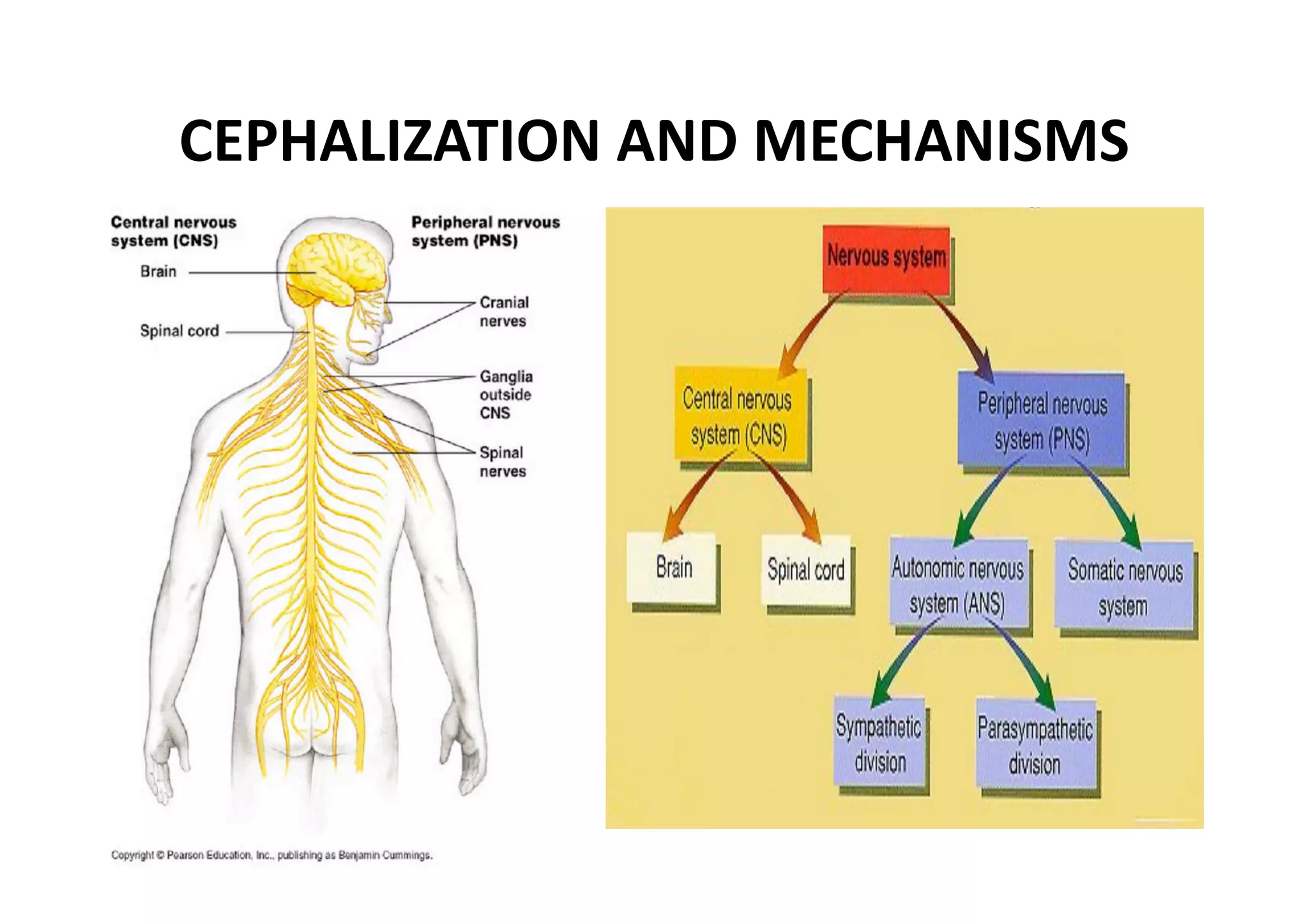 CEPHALIZATION AND MECHANISMS 
 