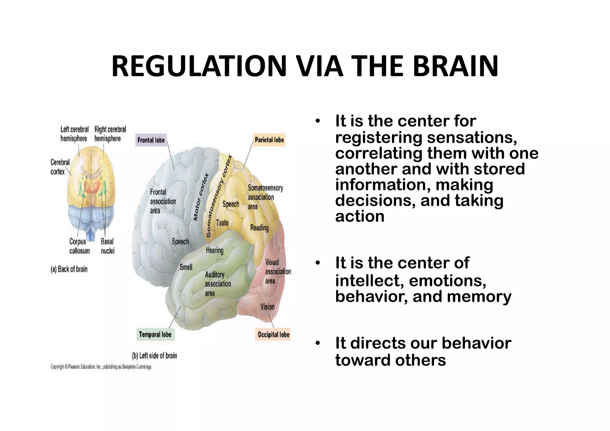 REGULATION VIA THE BRAIN 
            •  It is the center for
               registering sensations,
               correlating them with one
               another and with stored
               information, making
               decisions, and taking
               action

            •  It is the center of
               intellect, emotions,
               behavior, and memory

            •  It directs our behavior
               toward others 
 