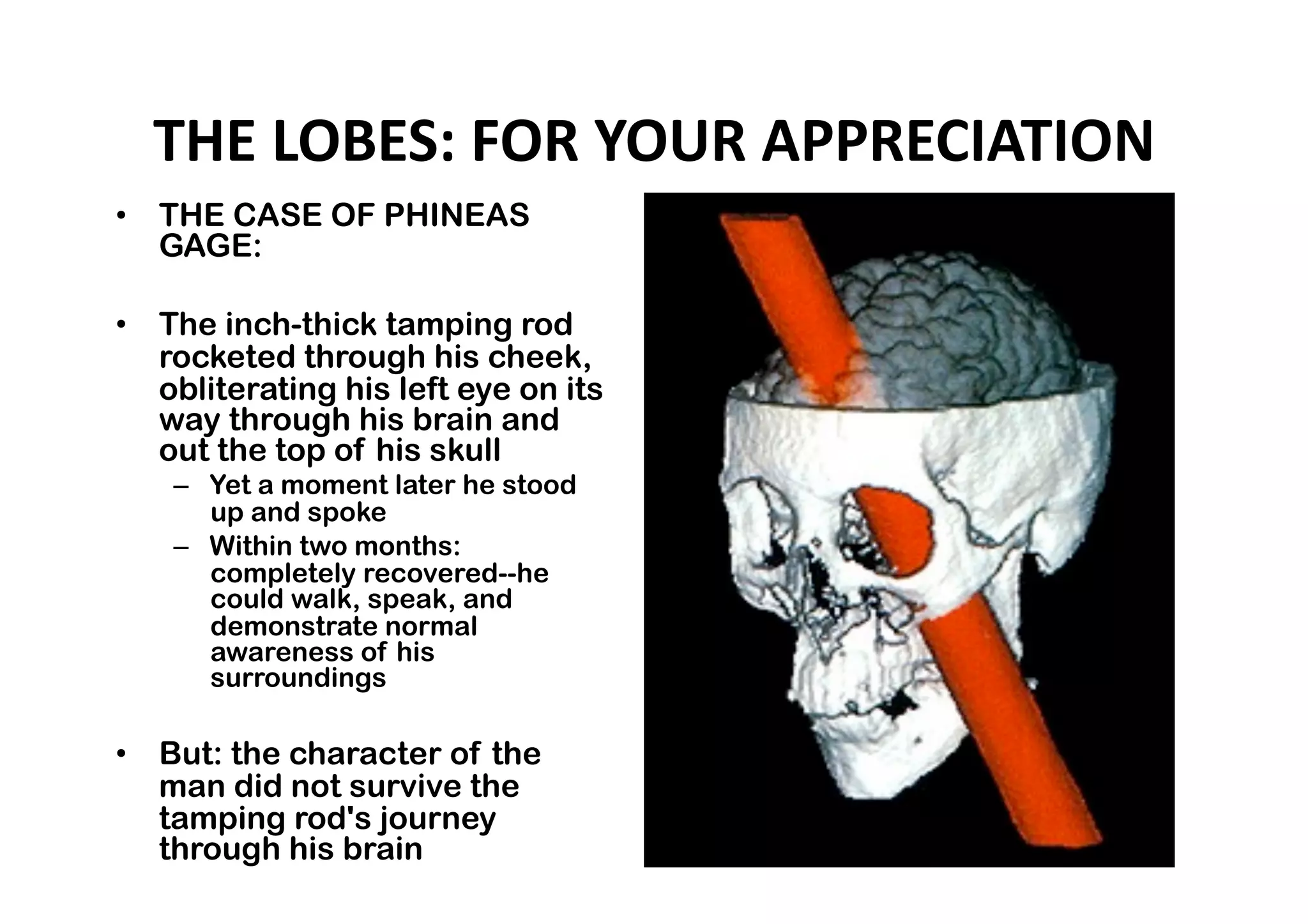 THE LOBES: FOR YOUR APPRECIATION 
•  THE CASE OF PHINEAS
   GAGE:

•  The inch-thick tamping rod
   rocketed through his cheek,
   obliterating his left eye on its
   way through his brain and
   out the top of his skull
    –  Yet a moment later he stood
       up and spoke
    –  Within two months:
       completely recovered--he
       could walk, speak, and
       demonstrate normal
       awareness of his
       surroundings

•  But: the character of the
   man did not survive the
   tamping rod's journey
   through his brain
 