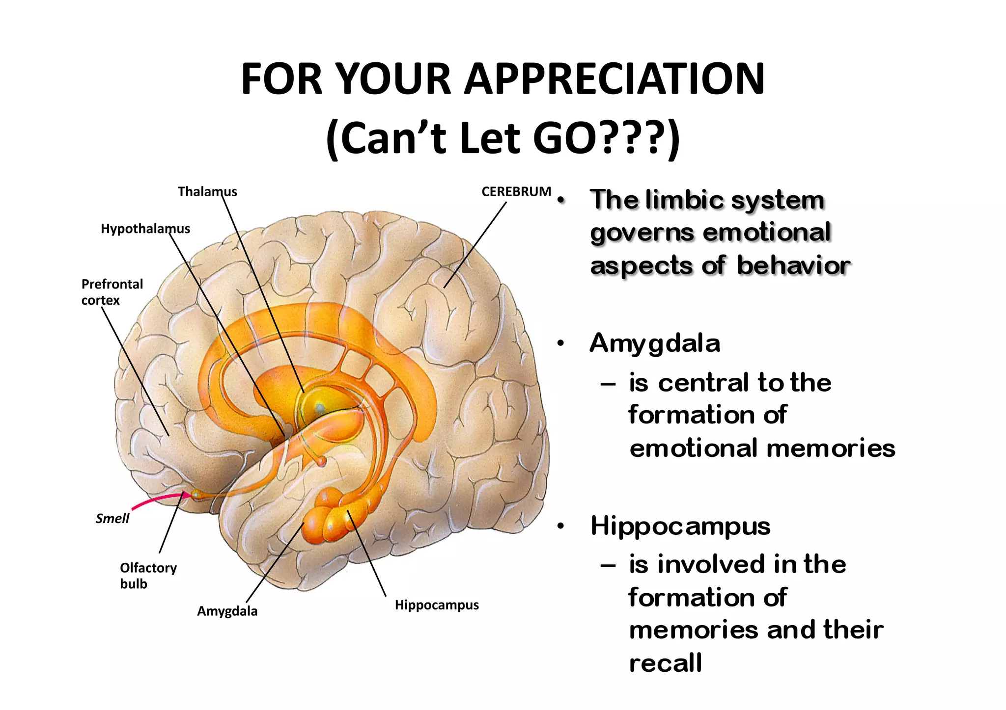 FOR YOUR APPRECIATION 
                           (Can’t Let GO???) 
               Thalamus                   CEREBRUM 

   Hypothalamus 


Prefrontal 
cortex 




  Smell 


      Olfactory 
      bulb 
                   Amygdala    Hippocampus 
 