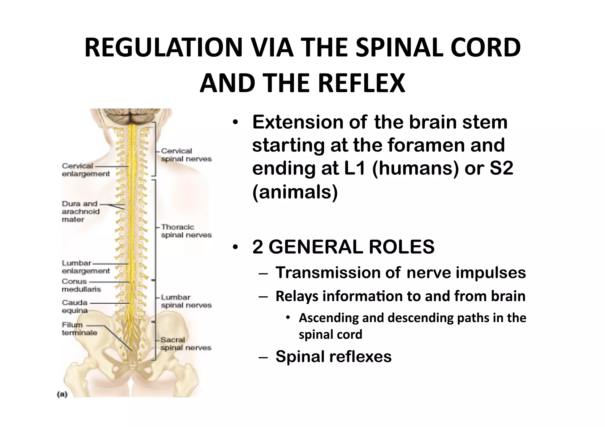 REGULATION VIA THE SPINAL CORD 
       AND THE REFLEX 
          •  Extension of the brain stem
             starting at the foramen and
             ending at L1 (humans) or S2
             (animals)

          •  2 GENERAL ROLES
            –  Transmission of nerve impulses
            –  Relays informa_on to and from brain 
               •  Ascending and descending paths in the 
                  spinal cord 
            –  Spinal reflexes 
 