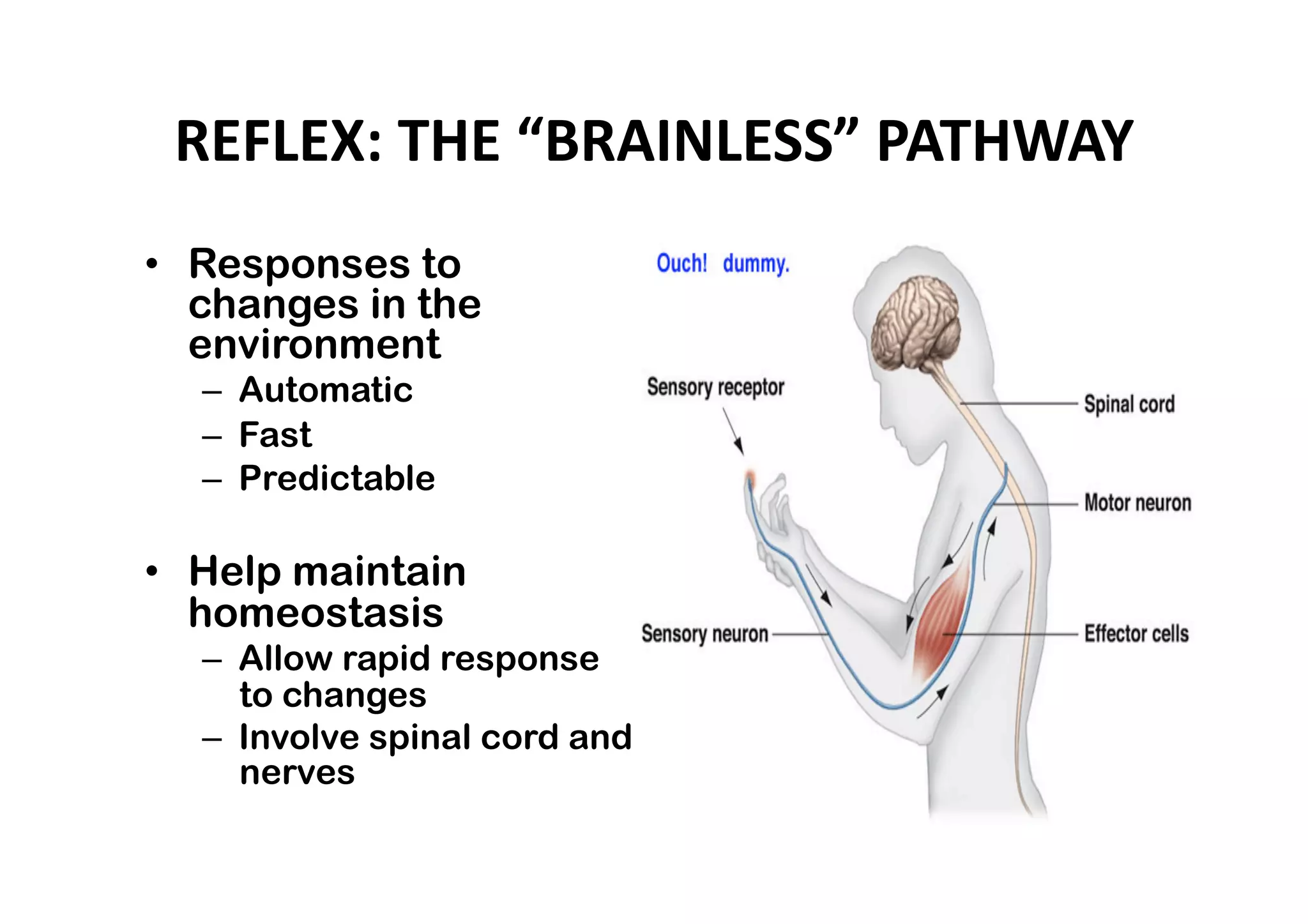 REFLEX: THE “BRAINLESS” PATHWAY 
•  Responses to
   changes in the
   environment
  –  Automatic
  –  Fast
  –  Predictable

•  Help maintain
   homeostasis
  –  Allow rapid response
     to changes
  –  Involve spinal cord and
     nerves
 