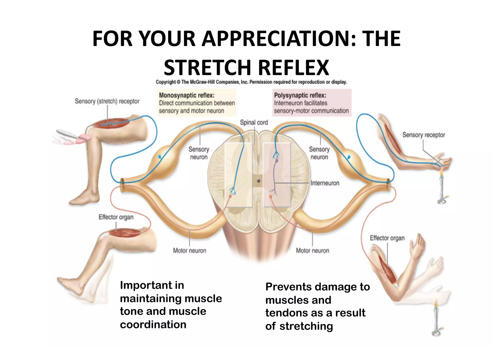 FOR YOUR APPRECIATION: THE 
      STRETCH REFLEX 




  Important in         Prevents damage to
  maintaining muscle   muscles and
  tone and muscle      tendons as a result
  coordination         of stretching
 