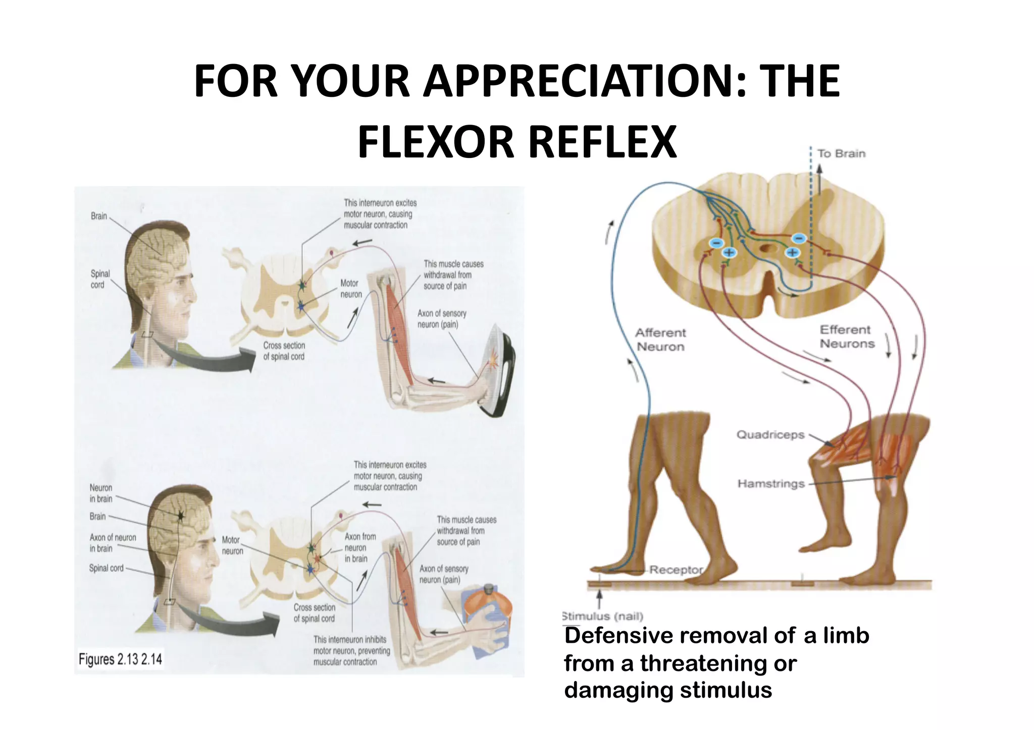 FOR YOUR APPRECIATION: THE 
      FLEXOR REFLEX 




               Defensive removal of a limb
               from a threatening or
               damaging stimulus
 