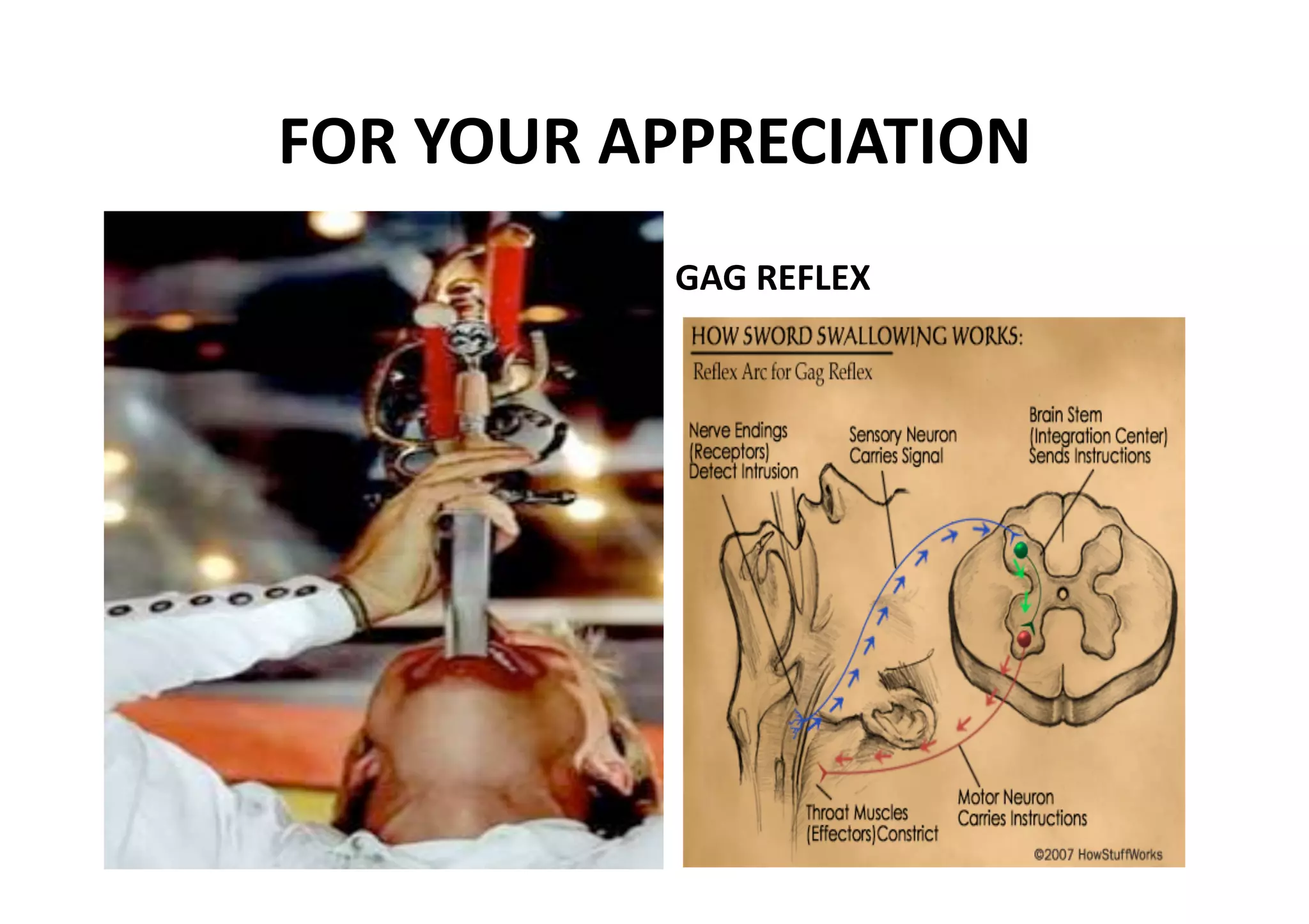 FOR YOUR APPRECIATION 
  PRIMITIVE REFLEX: BABINSKI          GAG REFLEX 
•  present in infants; but as
   the nervous system
   matures, they are
   suppressed or overridden

•  Example: Babinski or
   plantar reflex
   –  When the sole of an
      infant's foot is stroked, the
      toes go upward and may
      fan out
   –  In a normal adult, this
      does not happen; instead,
      the toes go downward 
 