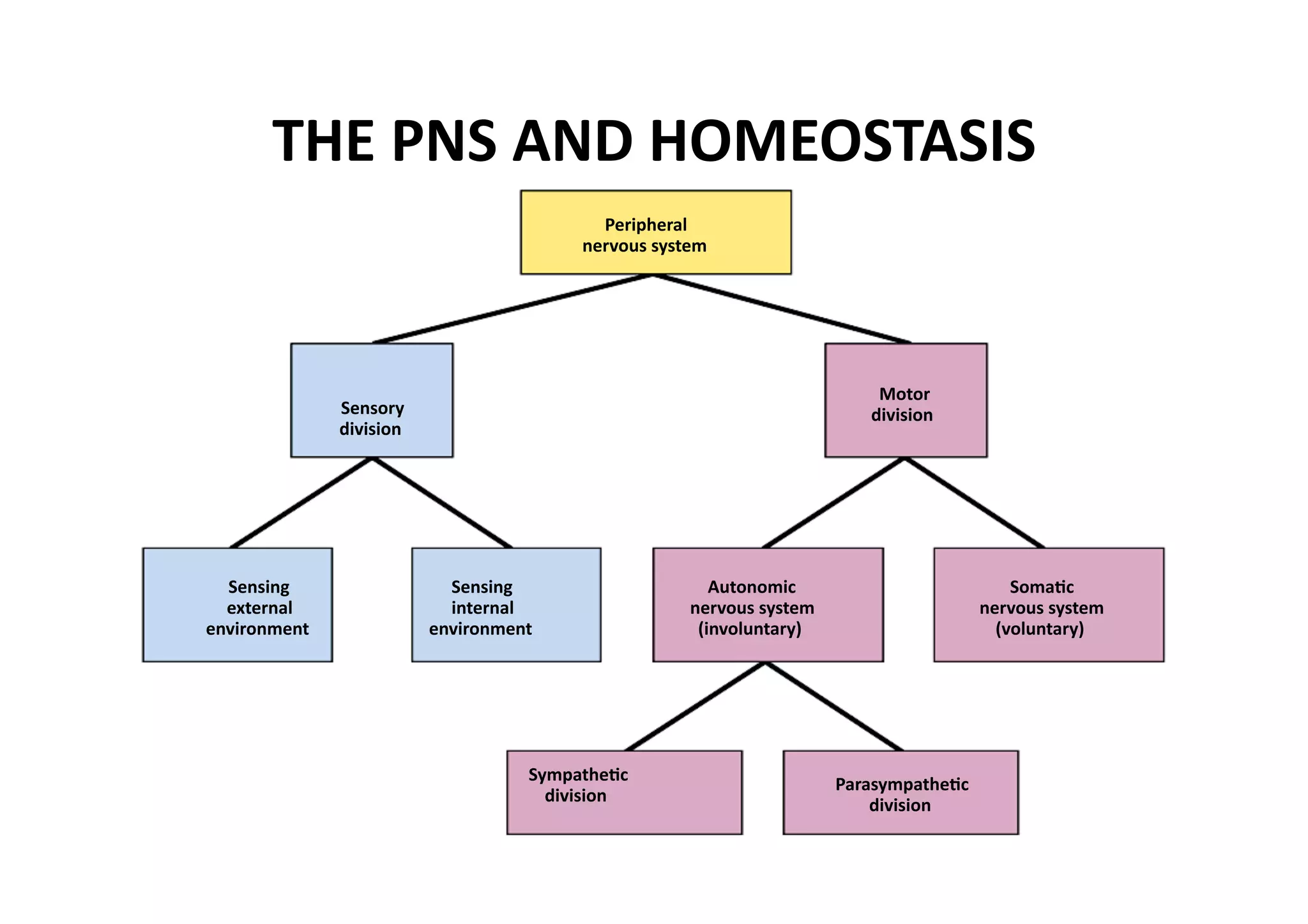 THE PNS AND HOMEOSTASIS 
                                             Peripheral 
                                           nervous system 




                                                                             Motor 
               Sensory                                                      division 
               division 




  Sensing                    Sensing                      Autonomic                            Soma_c 
  external                   internal                  nervous system                      nervous system 
environment                environment                  (involuntary)                        (voluntary) 




                                      Sympathe_c 
                                                                         Parasympathe_c 
                                        division 
                                                                             division 
 