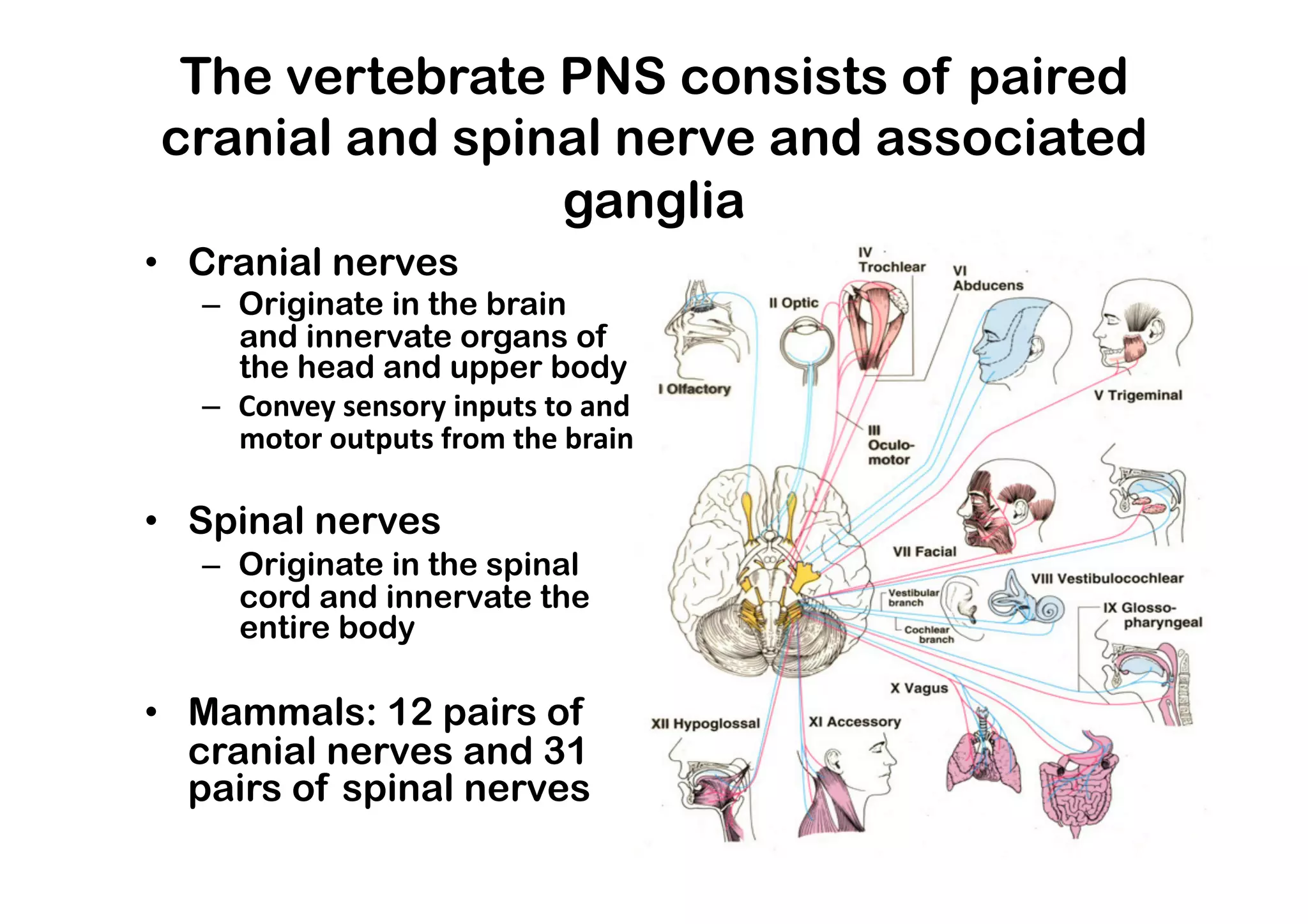 The vertebrate PNS consists of paired
cranial and spinal nerve and associated
                ganglia 
•  Cranial nerves
   –  Originate in the brain
      and innervate organs of
      the head and upper body
   –  Convey sensory inputs to and 
      motor outputs from the brain

•  Spinal nerves
   –  Originate in the spinal
      cord and innervate the
      entire body

•  Mammals: 12 pairs of
   cranial nerves and 31
   pairs of spinal nerves
 