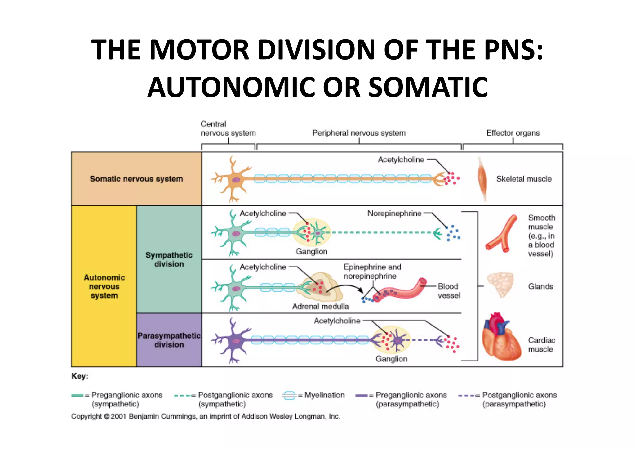 THE MOTOR DIVISION OF THE PNS: 
    AUTONOMIC OR SOMATIC  
 