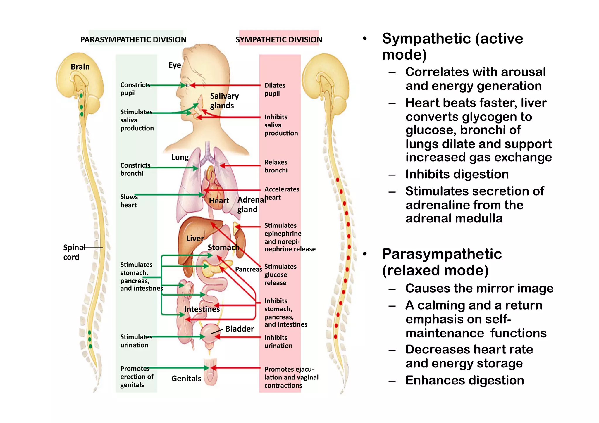 PARASYMPATHETIC DIVISION                           SYMPATHETIC DIVISION          •  Sympathetic (active
                                                                                        mode)
  Brain                       Eye 
                                                                                        –  Correlates with arousal
             Constricts 
             pupil 
                                                                Dilates 
                                                                pupil 
                                                                                           and energy generation
                                              Salivary 
                                              glands                                    –  Heart beats faster, liver
             S_mulates 
             saliva                                             Inhibits                   converts glycogen to
                                                                saliva 
             produc_on 
                                                                produc_on                  glucose, bronchi of
                                                                                           lungs dilate and support
             Constricts 
                              Lung 
                                                                Relaxes                    increased gas exchange
                                                                bronchi 
             bronchi                                                                    –  Inhibits digestion
             Slows 
                                                             Accelerates 
                                                             heart 
                                                                                        –  Stimulates secretion of
                                              Heart    Adrenal 
             heart 
                                                       gland                               adrenaline from the
                                                                S_mulates 
                                                                                           adrenal medulla
                                                                epinephrine 
                                     Liver                      and norepi‐ 
Spinal                                        Stomach           nephrine release 
cord                                                                                 •  Parasympathetic
             S_mulates 
             stomach,                                  Pancreas  S_mulates 
                                                                 glucose                (relaxed mode)
             pancreas,                                           release 
             and intes_nes                                                              –  Causes the mirror image
                                                                Inhibits 
                                     Intes_nes                  stomach,                –  A calming and a return
                                                                pancreas, 
                                                                and intes_nes              emphasis on self-
                                                  Bladder 
             S_mulates                                          Inhibits                   maintenance functions
             urina_on                                           urina_on 
                                                                                        –  Decreases heart rate
             Promotes                                           Promotes ejacu‐ 
                                                                                           and energy storage
             erec_on of 
             genitals 
                              Genitals                          la_on and vaginal 
                                                                contrac_ons             –  Enhances digestion 
 