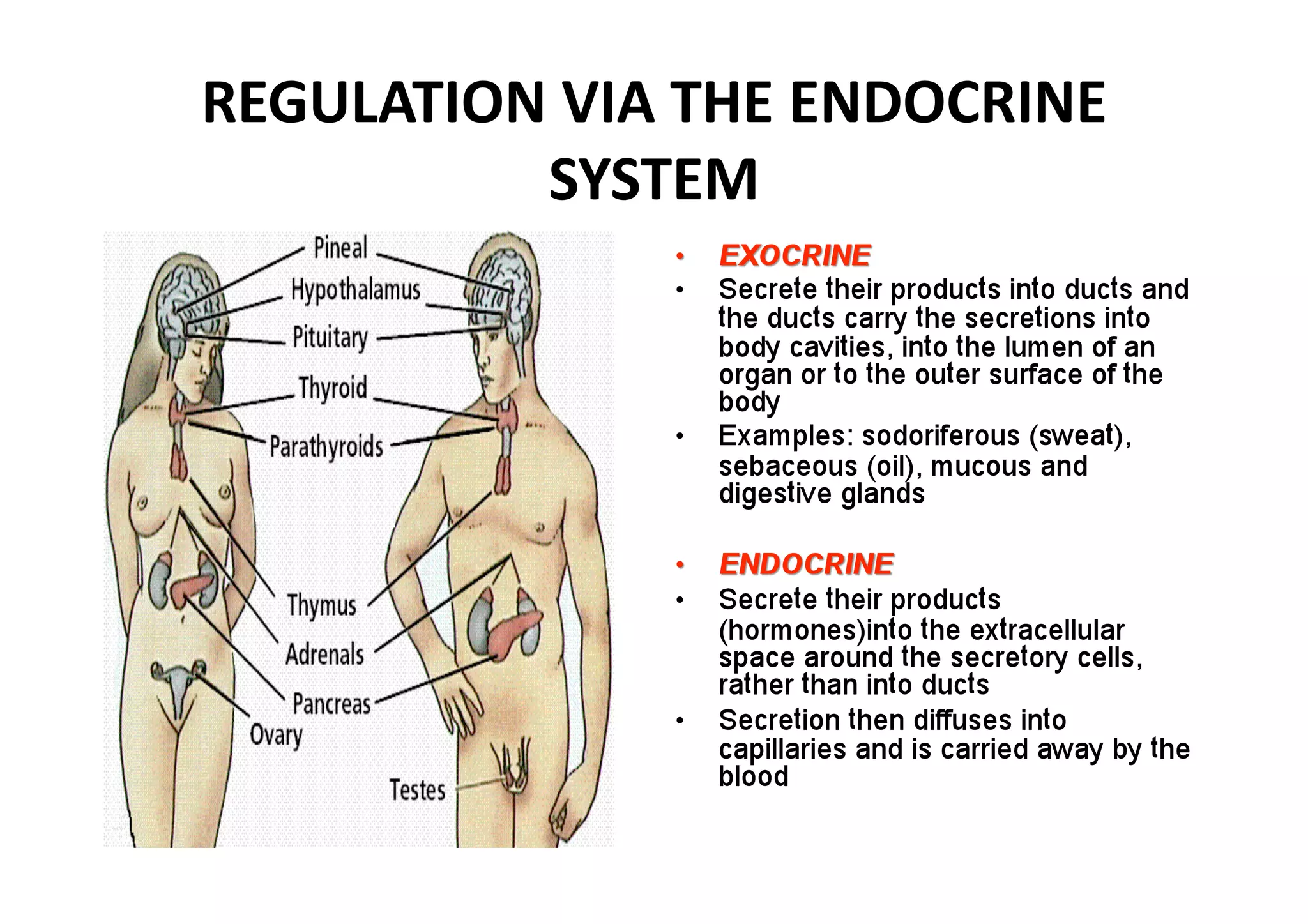 REGULATION VIA THE ENDOCRINE 
          SYSTEM 
 