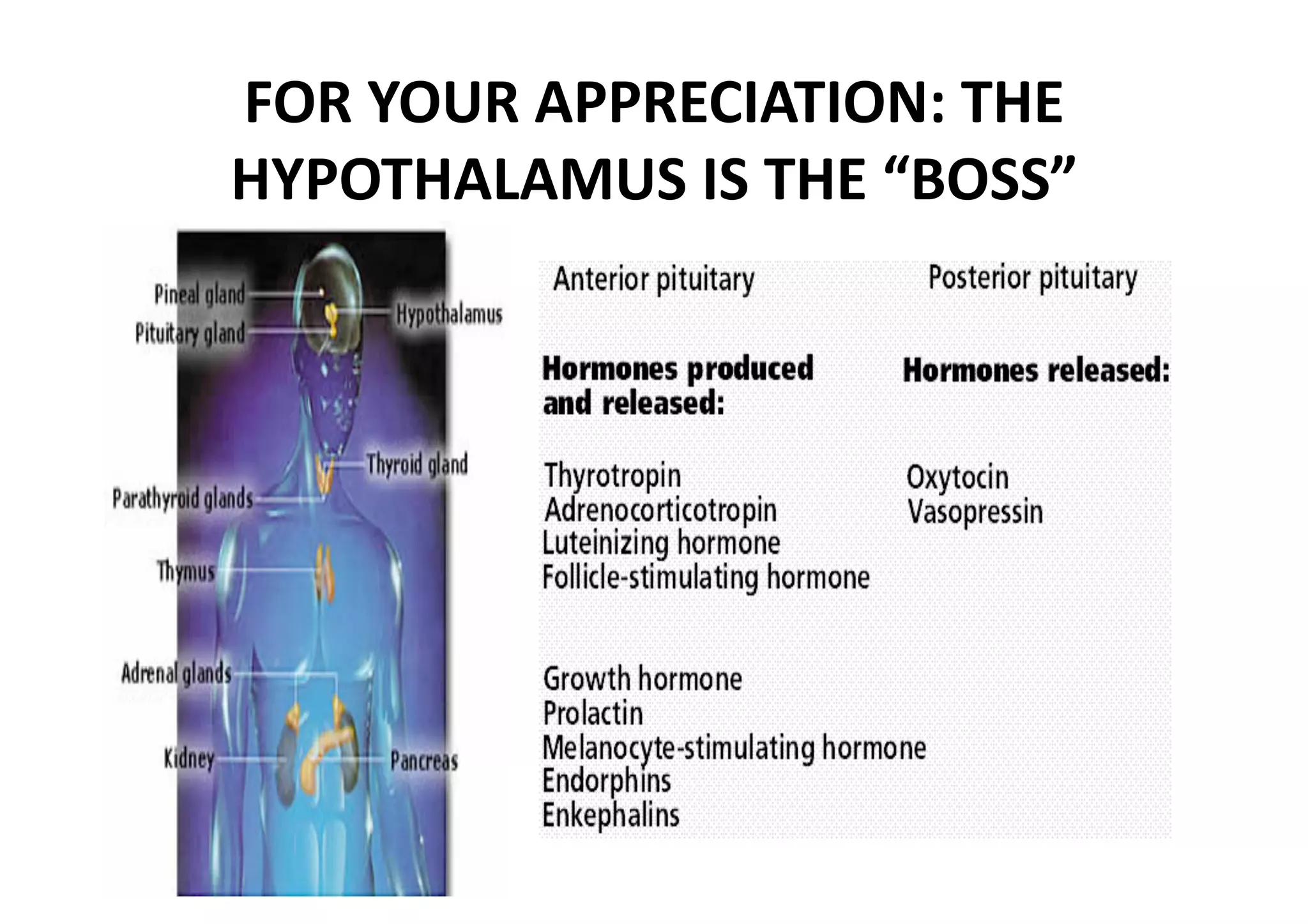 FOR YOUR APPRECIATION: THE 
HYPOTHALAMUS IS THE “BOSS” 
 