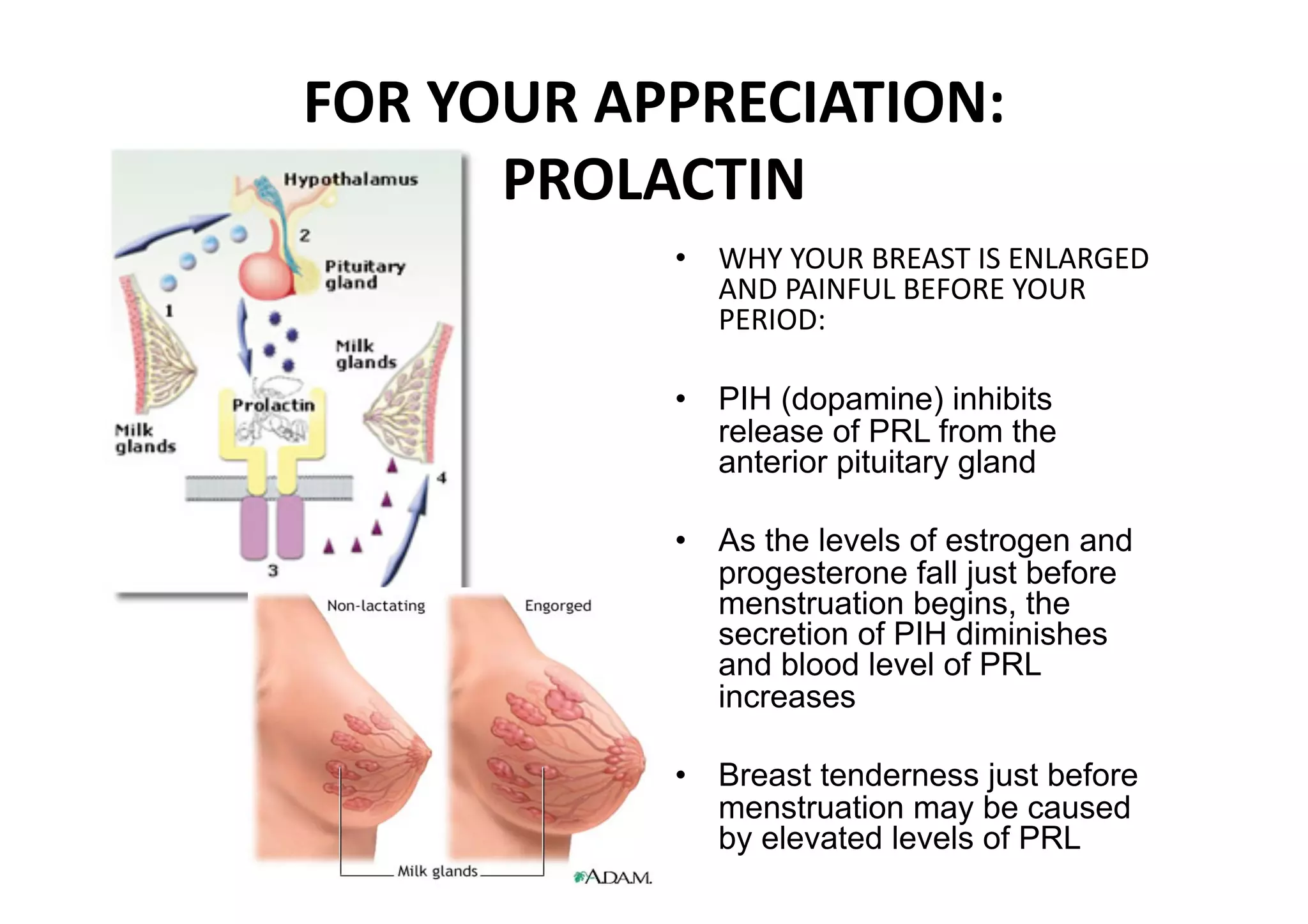 FOR YOUR APPRECIATION: 
      PROLACTIN 
           •  WHY YOUR BREAST IS ENLARGED 
              AND PAINFUL BEFORE YOUR 
              PERIOD: 

           •  PIH (dopamine) inhibits
              release of PRL from the
              anterior pituitary gland

           •  As the levels of estrogen and
              progesterone fall just before
              menstruation begins, the
              secretion of PIH diminishes
              and blood level of PRL
              increases

           •  Breast tenderness just before
              menstruation may be caused
              by elevated levels of PRL
 