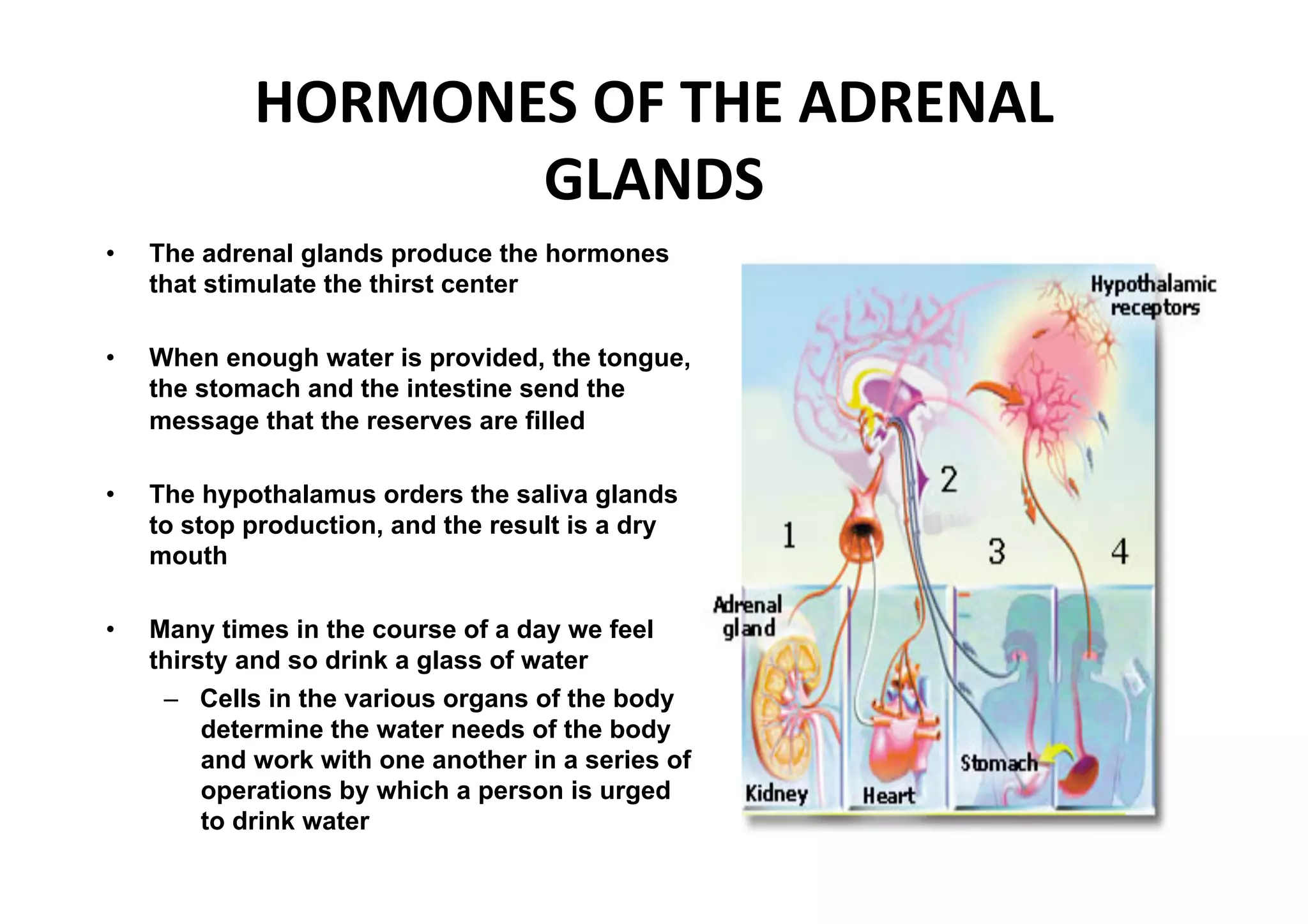 HORMONES OF THE ADRENAL 
                    GLANDS 
•    The adrenal glands produce the hormones
     that stimulate the thirst center

•    When enough water is provided, the tongue,
     the stomach and the intestine send the
     message that the reserves are filled

•    The hypothalamus orders the saliva glands
     to stop production, and the result is a dry
     mouth

•    Many times in the course of a day we feel
     thirsty and so drink a glass of water
      –  Cells in the various organs of the body
          determine the water needs of the body
          and work with one another in a series of
          operations by which a person is urged
          to drink water
 