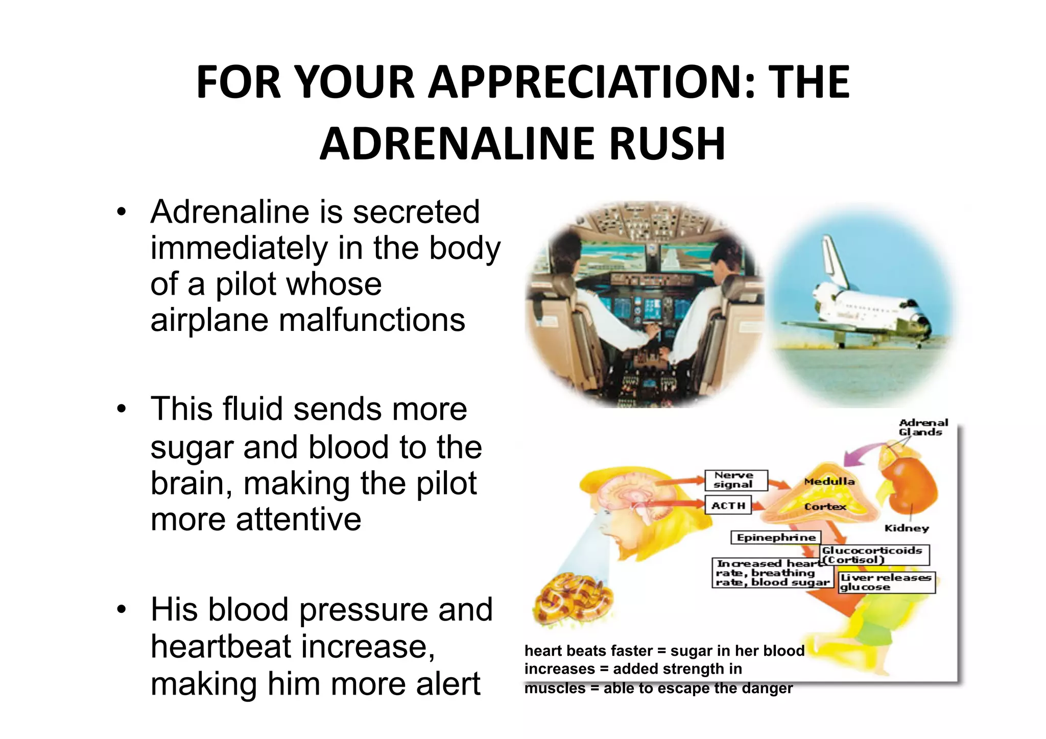 FOR YOUR APPRECIATION: THE 
            ADRENALINE RUSH 
•  Adrenaline is secreted
   immediately in the body
   of a pilot whose
   airplane malfunctions

•  This fluid sends more
   sugar and blood to the
   brain, making the pilot
   more attentive

•  His blood pressure and
   heartbeat increase,     heart beats faster = sugar in her blood
                           increases = added strength in
   making him more alert   muscles = able to escape the danger 
 