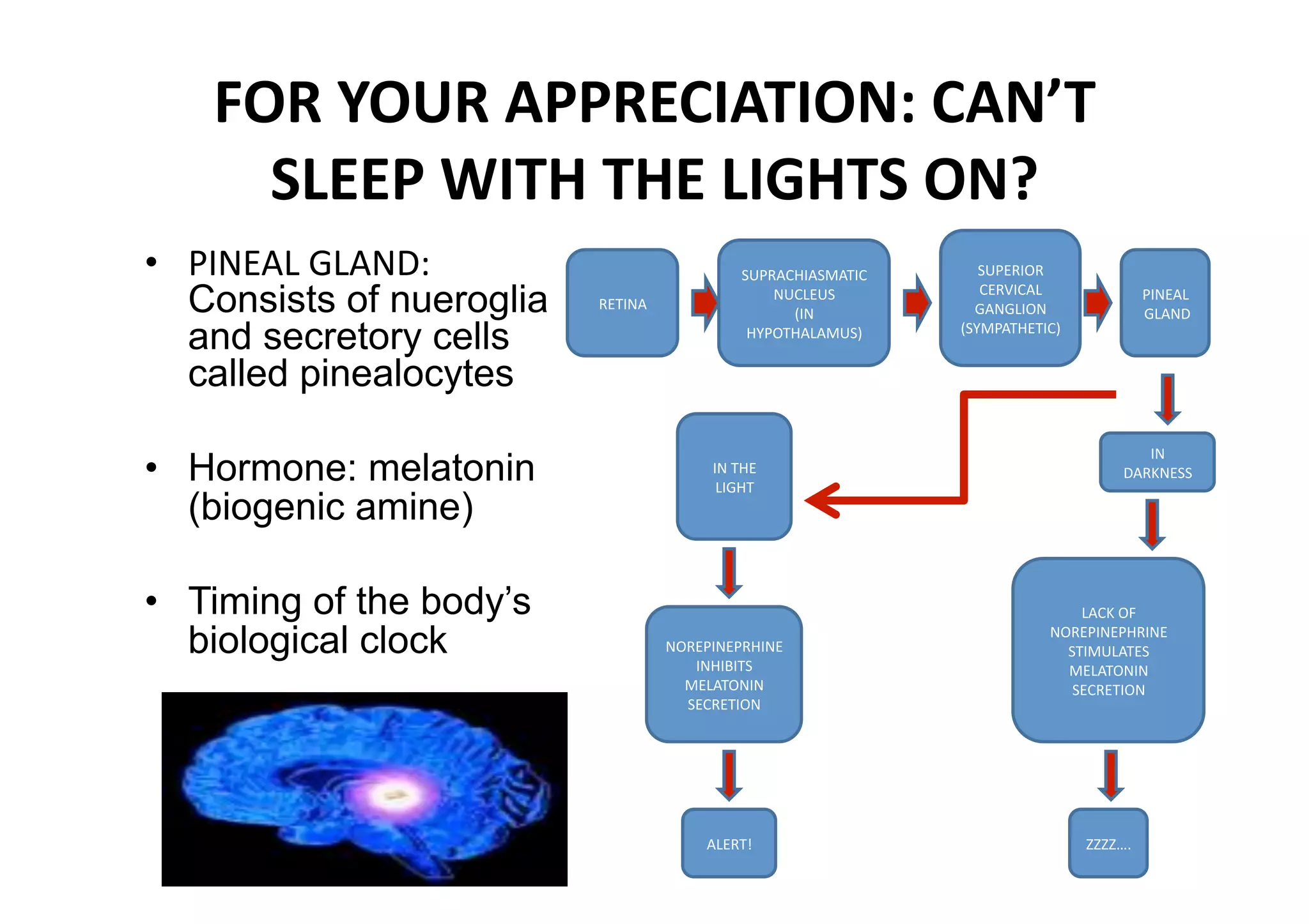 FOR YOUR APPRECIATION: CAN’T 
      SLEEP WITH THE LIGHTS ON? 
•  PINEAL GLAND:                              SUPRACHIASMATIC       SUPERIOR 

   Consists of nueroglia   RETINA 
                                                  NUCLEUS  
                                                    (IN 
                                                                    CERVICAL 
                                                                   GANGLION 
                                                                                             PINEAL 
                                                                                             GLAND 
   and secretory cells                         HYPOTHALAMUS)     (SYMPATHETIC) 


   called pinealocytes
                                                                                          IN 
•  Hormone: melatonin                     IN THE 
                                           LIGHT 
                                                                                       DARKNESS 

   (biogenic amine)

•  Timing of the body’s                                                          LACK OF 

   biological clock                  NOREPINEPRHINE 
                                        INHIBITS 
                                                                             NOREPINEPHRINE 
                                                                               STIMULATES 
                                                                               MELATONIN 
                                       MELATONIN                                SECRETION 
                                       SECRETION 




                                          ALERT!                                  ZZZZ…. 
 