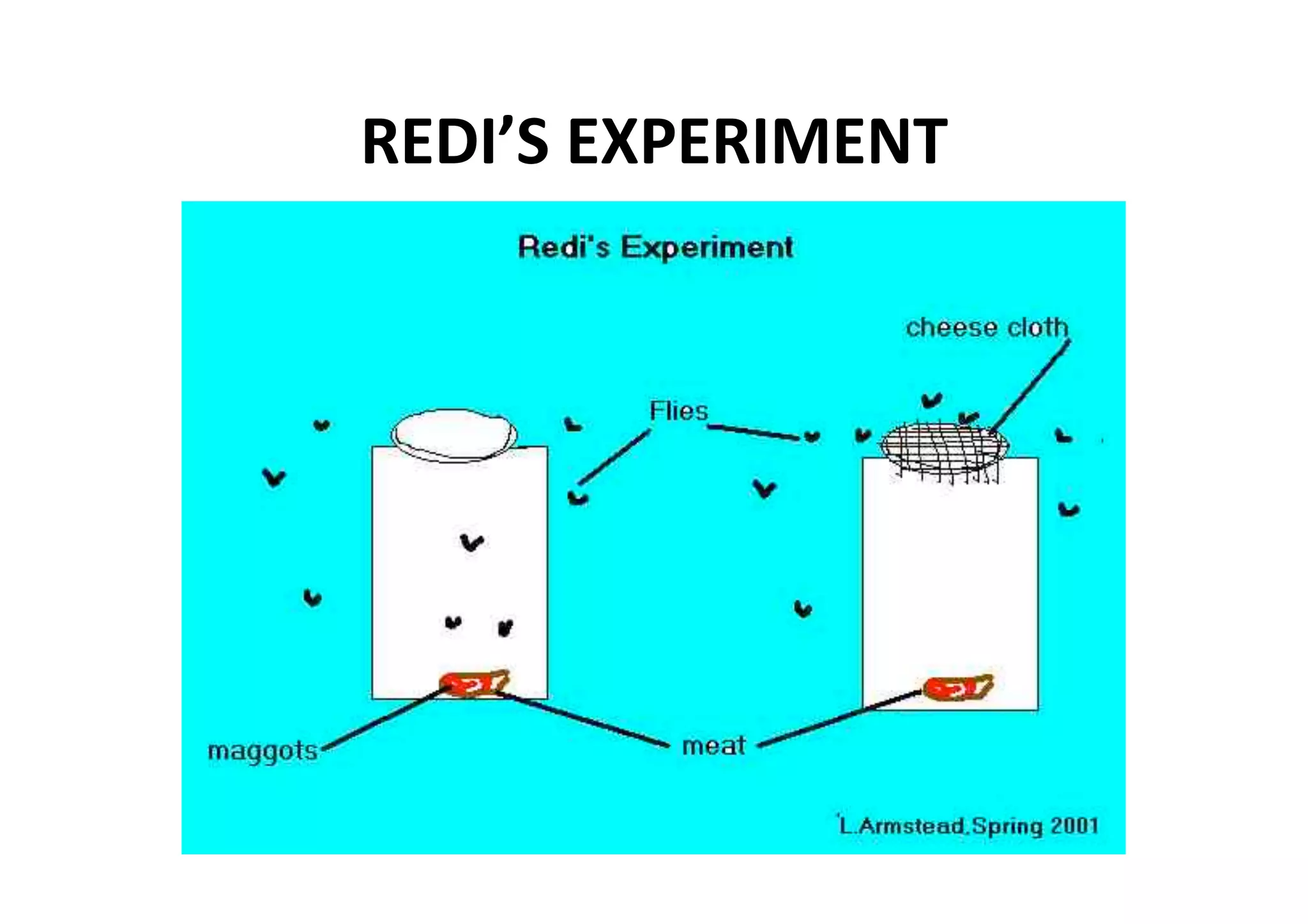 REDI’S EXPERIMENT 
 