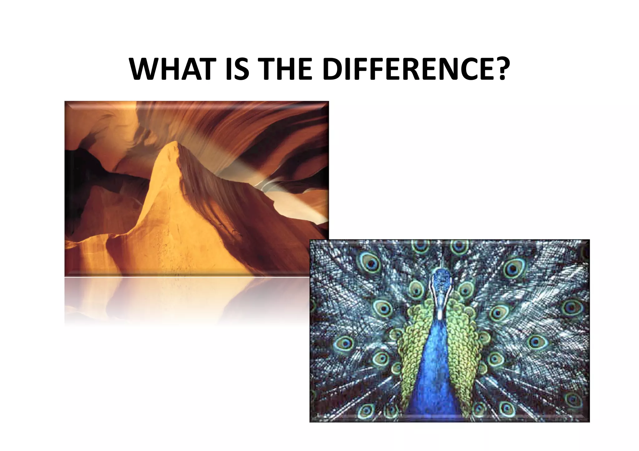 WHAT IS THE DIFFERENCE? 
 