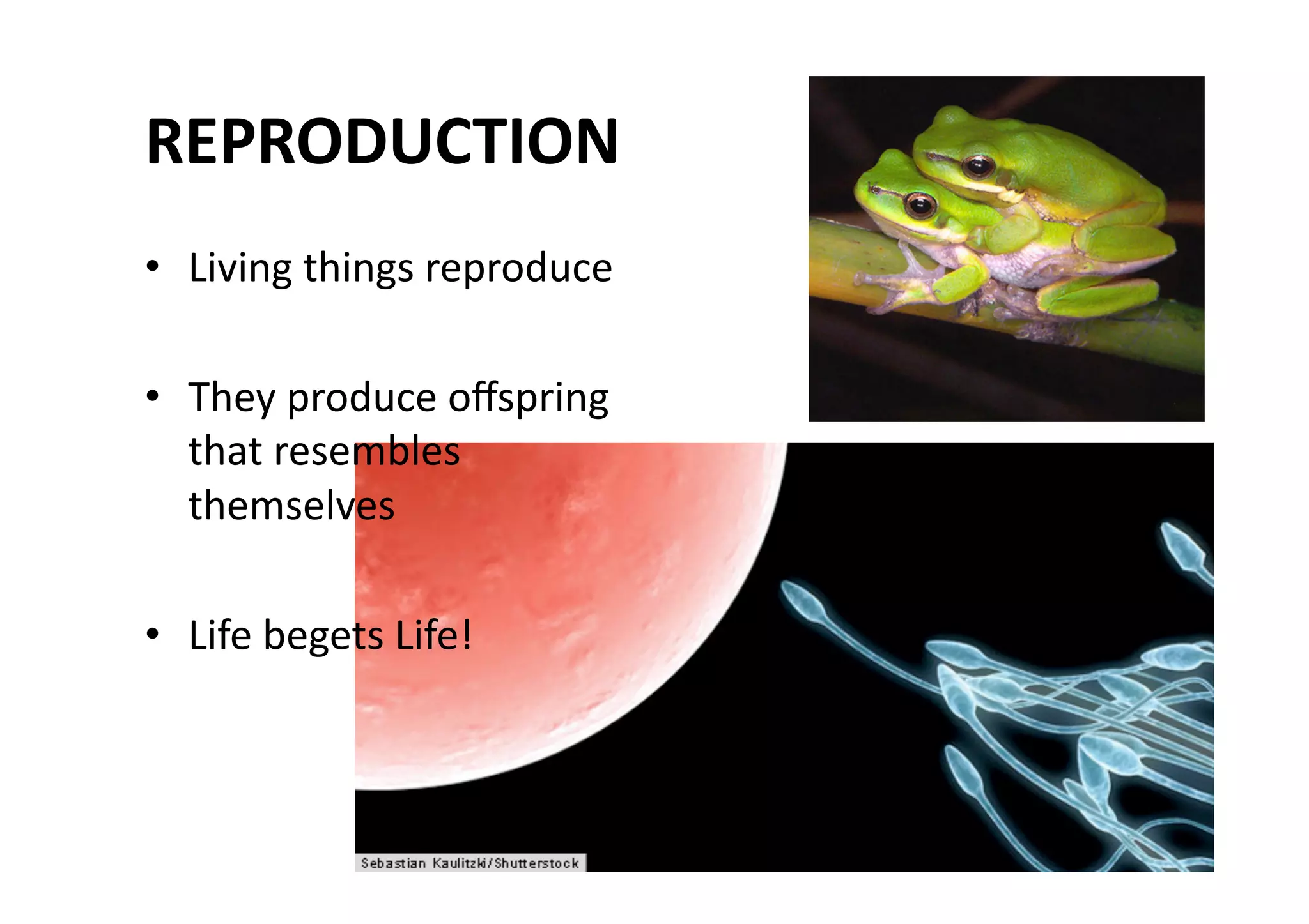 REPRODUCTION 
•  Living things reproduce 

•  They produce oﬀspring 
   that resembles 
   themselves 

•  Life begets Life! 
 