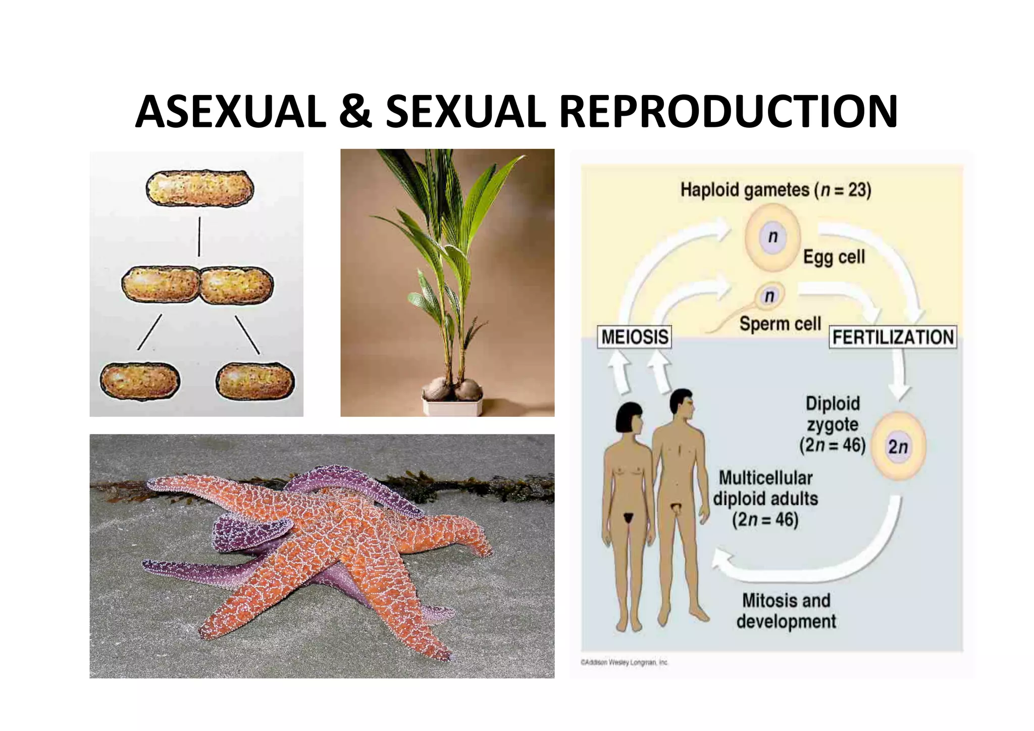 ASEXUAL & SEXUAL REPRODUCTION 
 