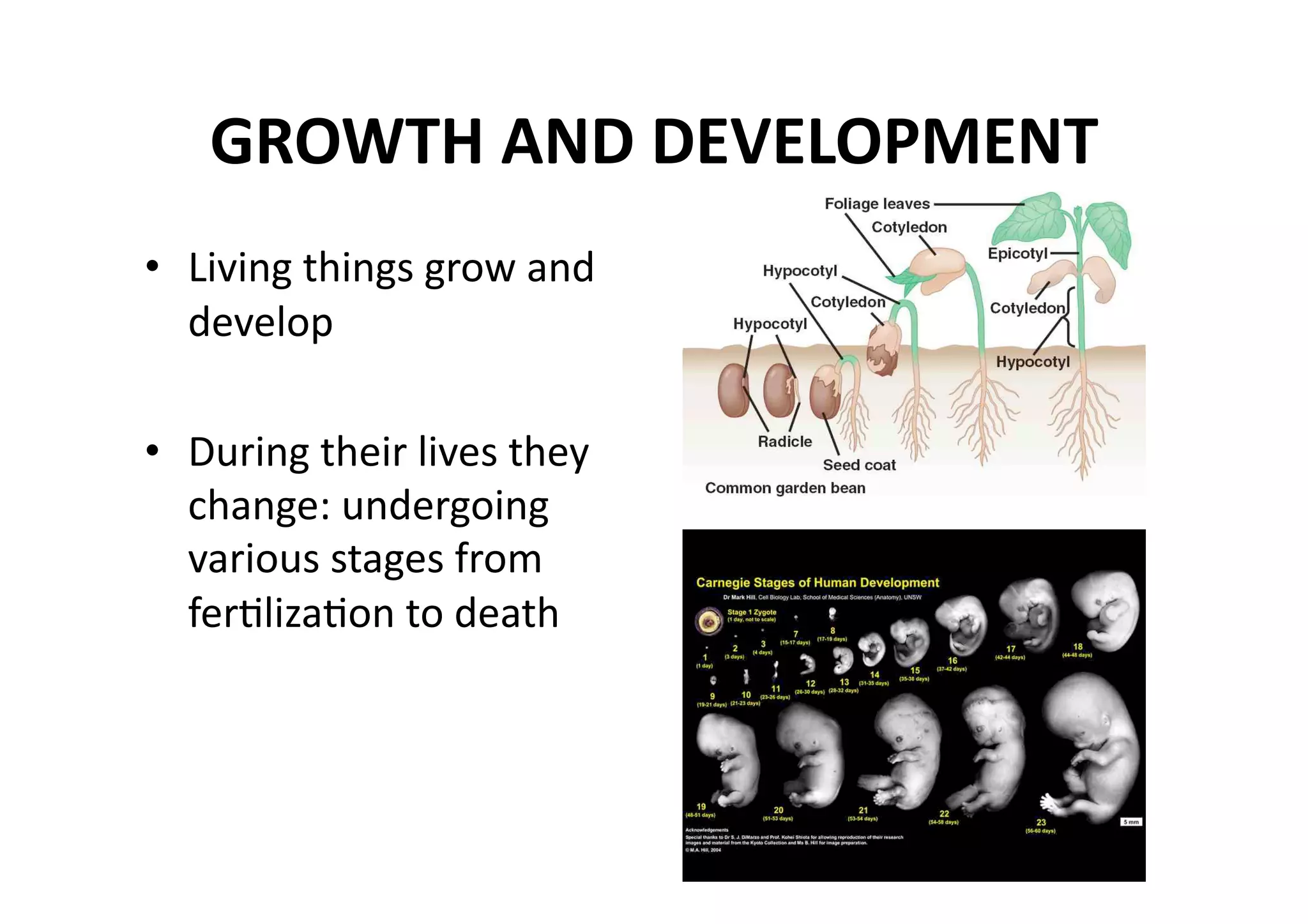 GROWTH AND DEVELOPMENT 
•  Living things grow and 
   develop 

•  During their lives they 
   change: undergoing 
   various stages from 
   ferMlizaMon to death 
 