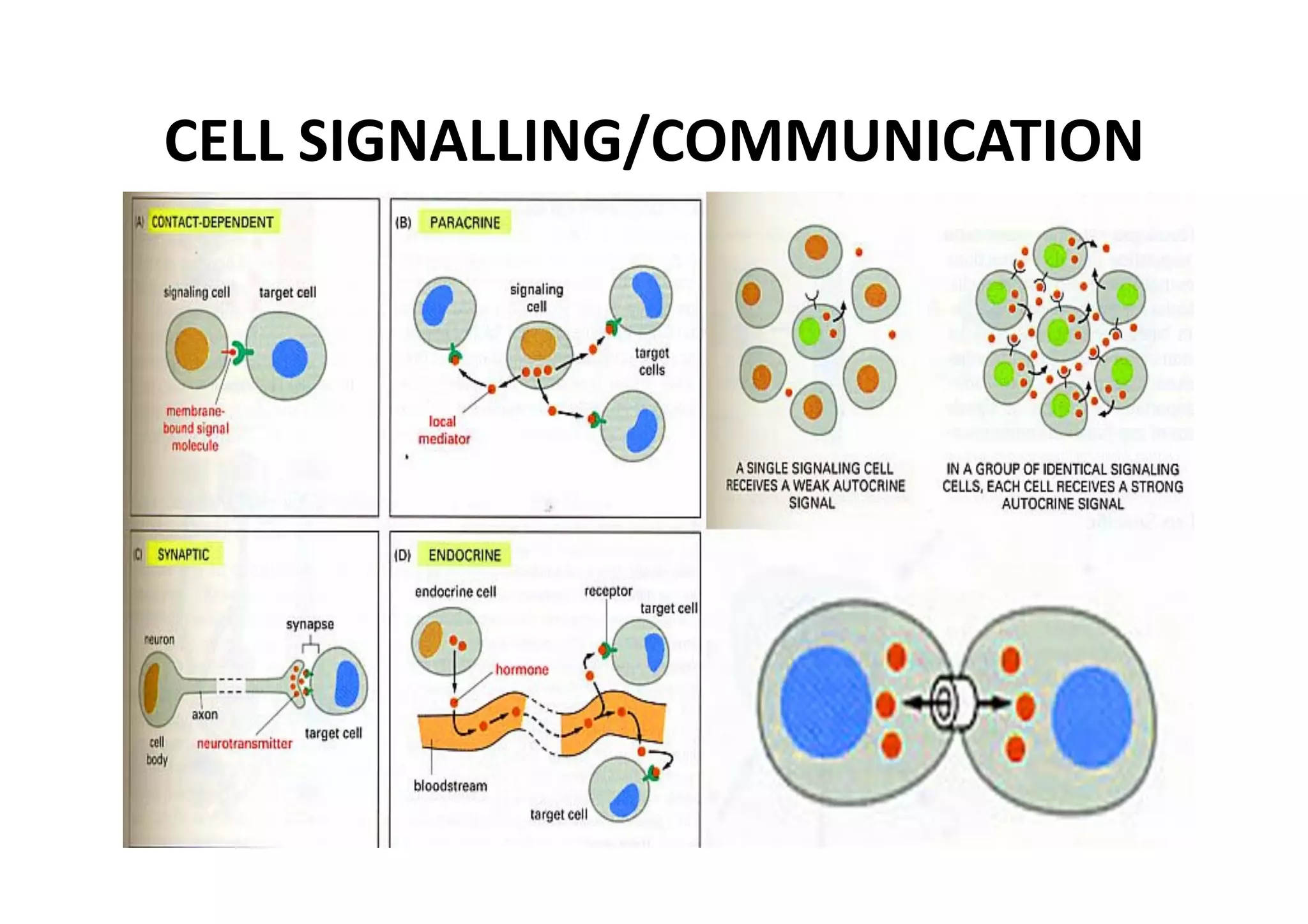 CELL SIGNALLING/COMMUNICATION 
 