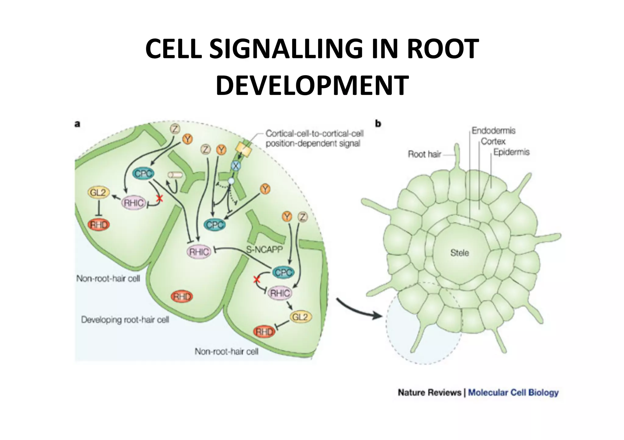 CELL SIGNALLING IN ROOT 
     DEVELOPMENT 
 