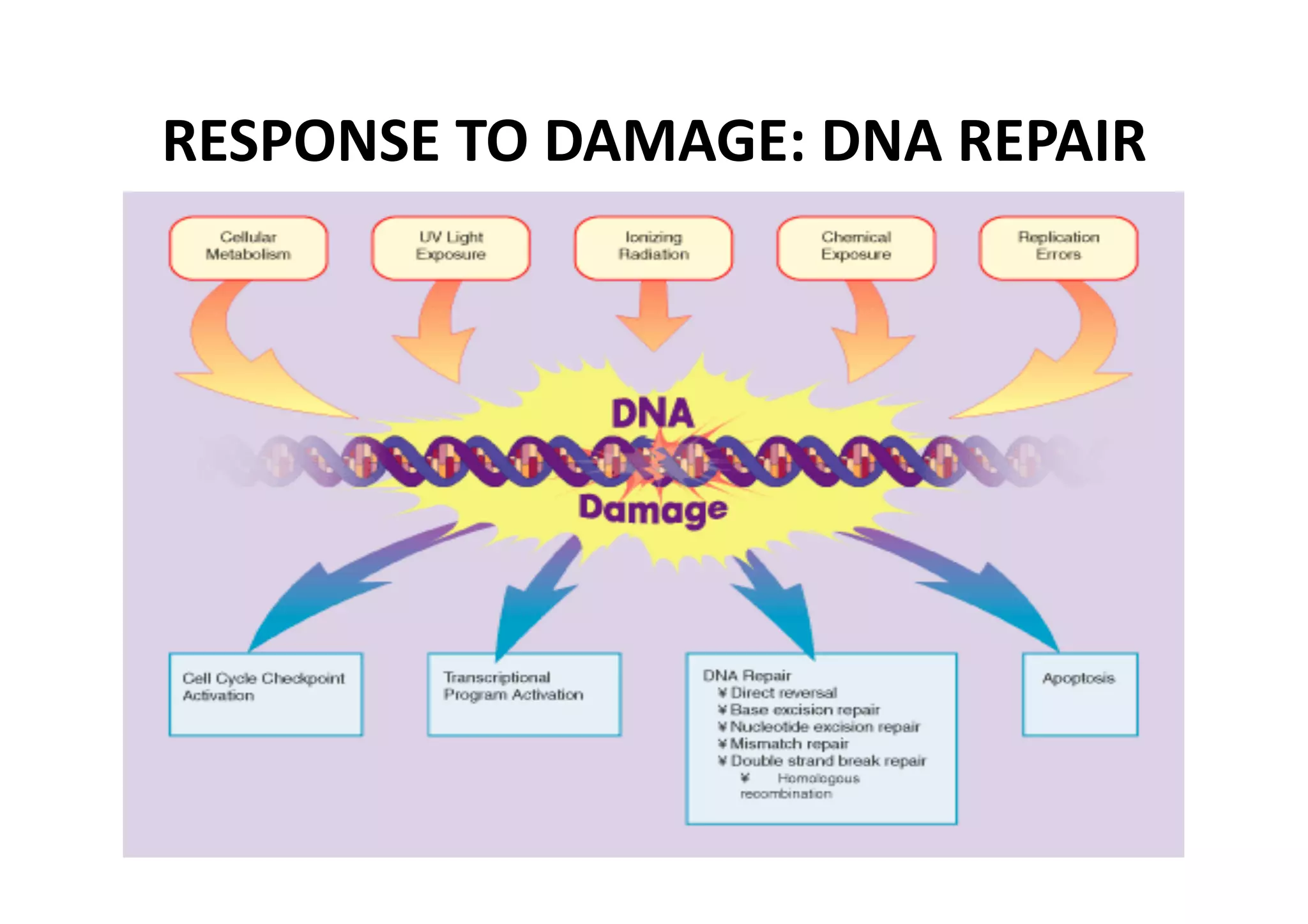 RESPONSE TO DAMAGE: DNA REPAIR 
 