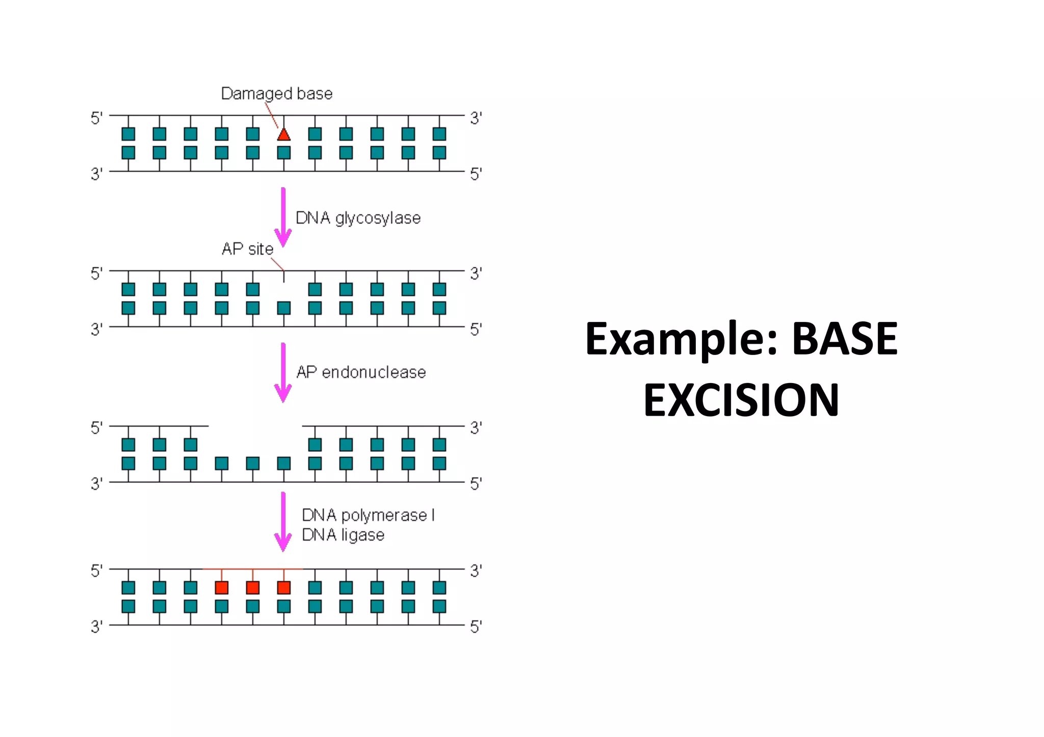Example: BASE 
  EXCISION 
 