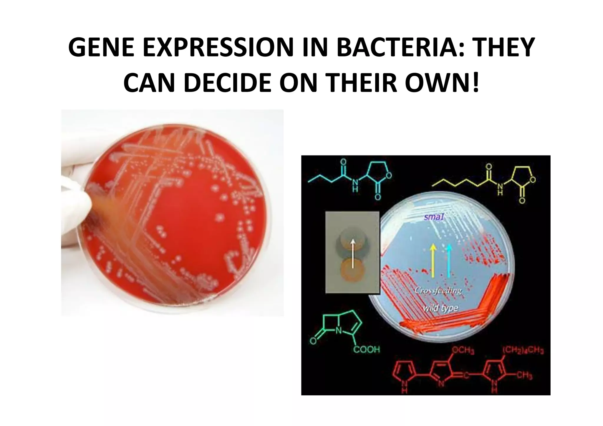 GENE EXPRESSION IN BACTERIA: THEY 
   CAN DECIDE ON THEIR OWN! 
 