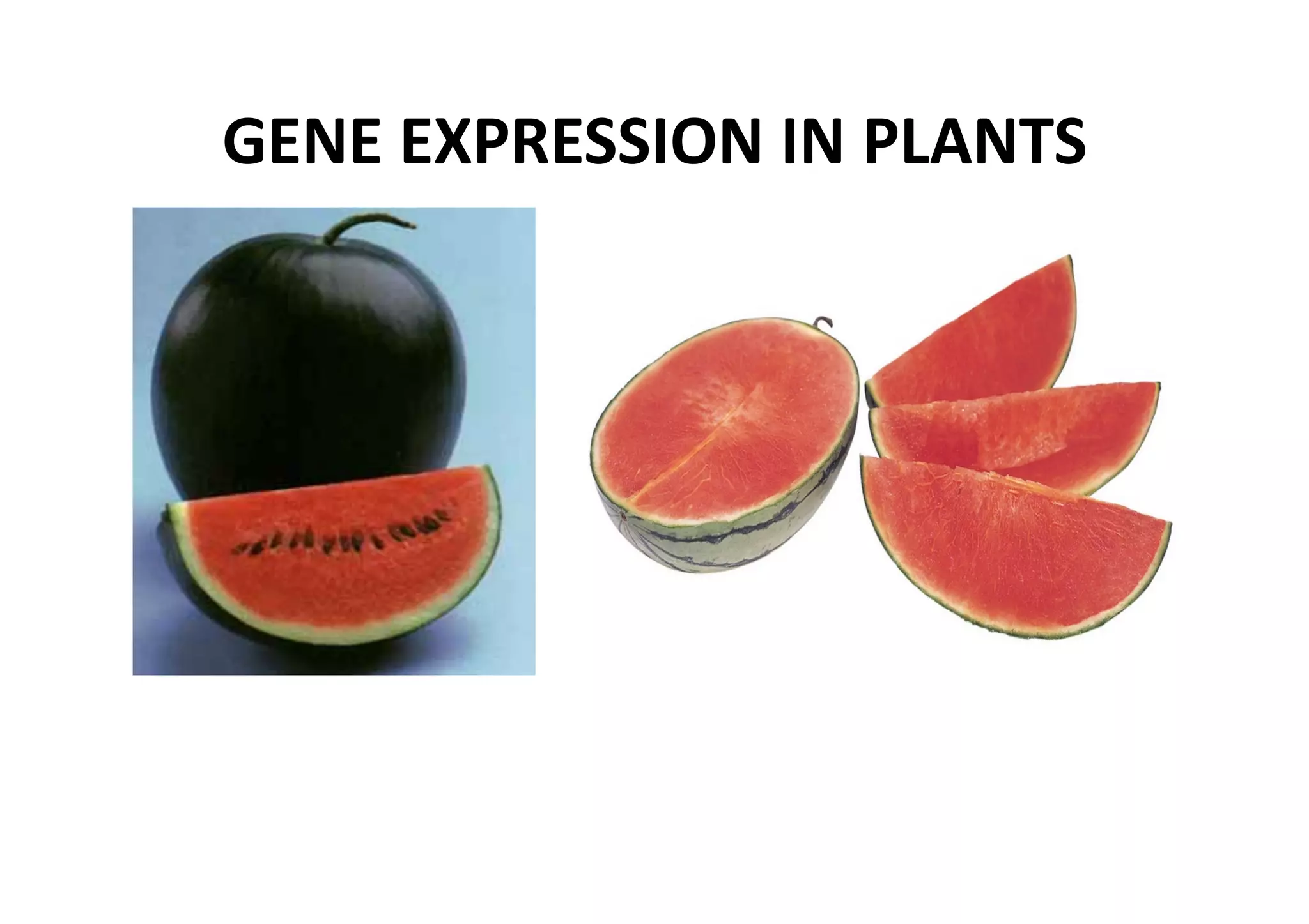 GENE EXPRESSION IN PLANTS 
 