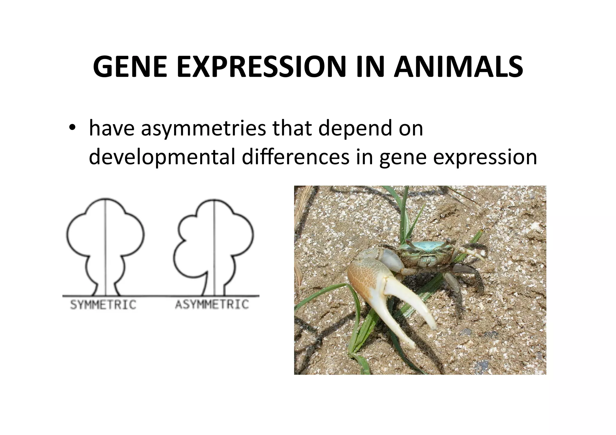 GENE EXPRESSION IN ANIMALS 
•  have asymmetries that depend on 
   developmental diﬀerences in gene expression 
 