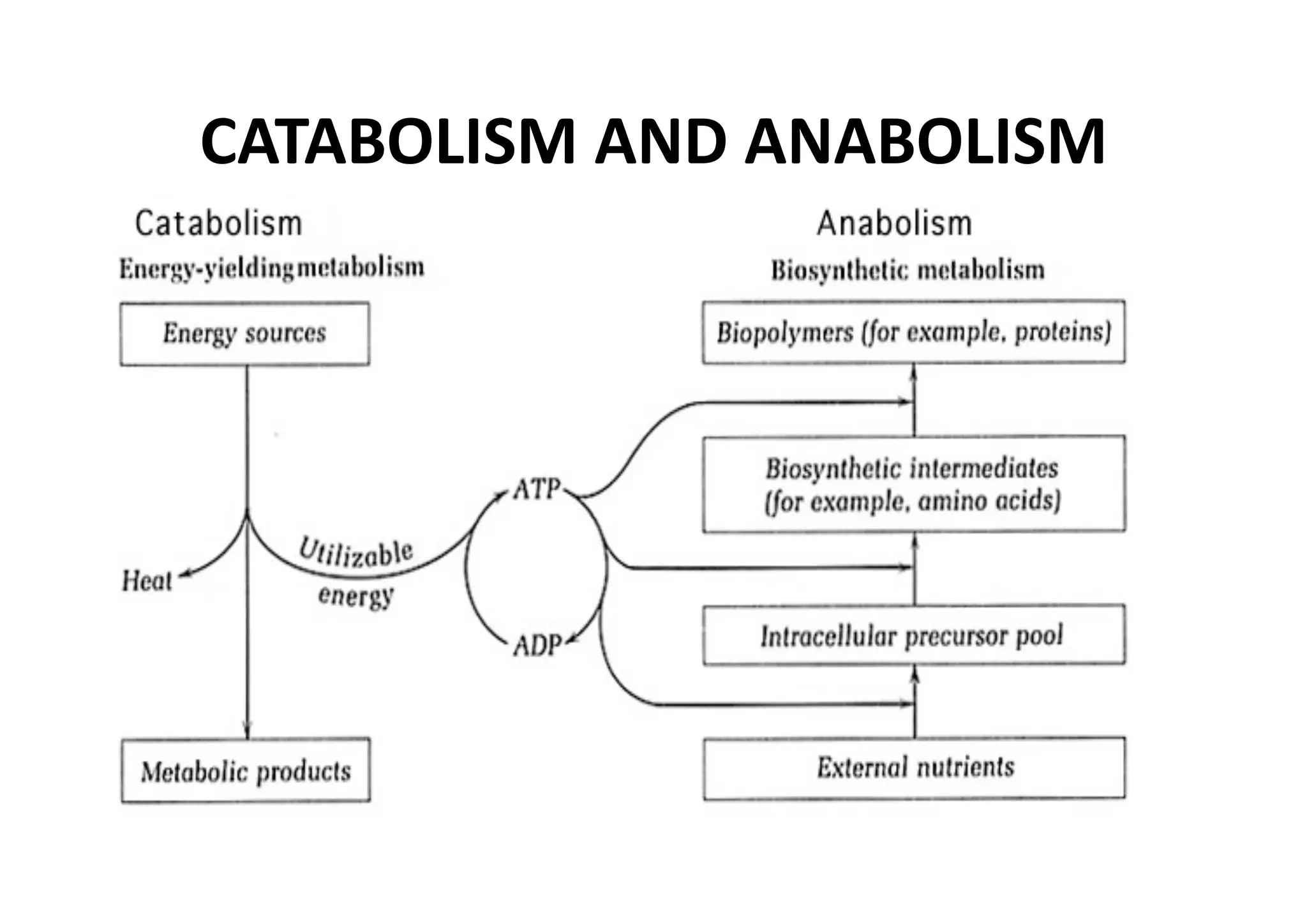CATABOLISM AND ANABOLISM 
 