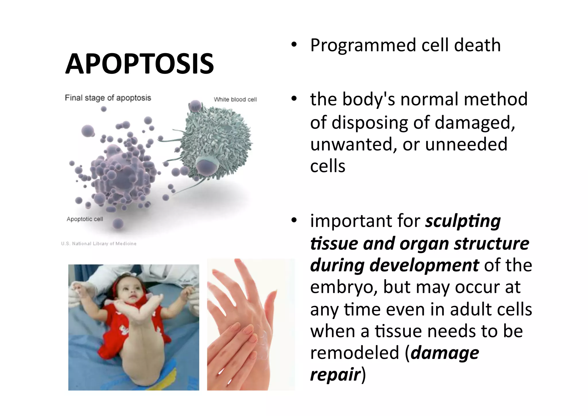 •  Programmed cell death 
APOPTOSIS 
             •  the body's normal method 
                of disposing of damaged, 
                unwanted, or unneeded 
                cells 

             •  important for sculp5ng 
                5ssue and organ structure 
                during development of the 
                embryo, but may occur at 
                any Mme even in adult cells 
                when a Mssue needs to be 
                remodeled (damage 
                repair)  
 