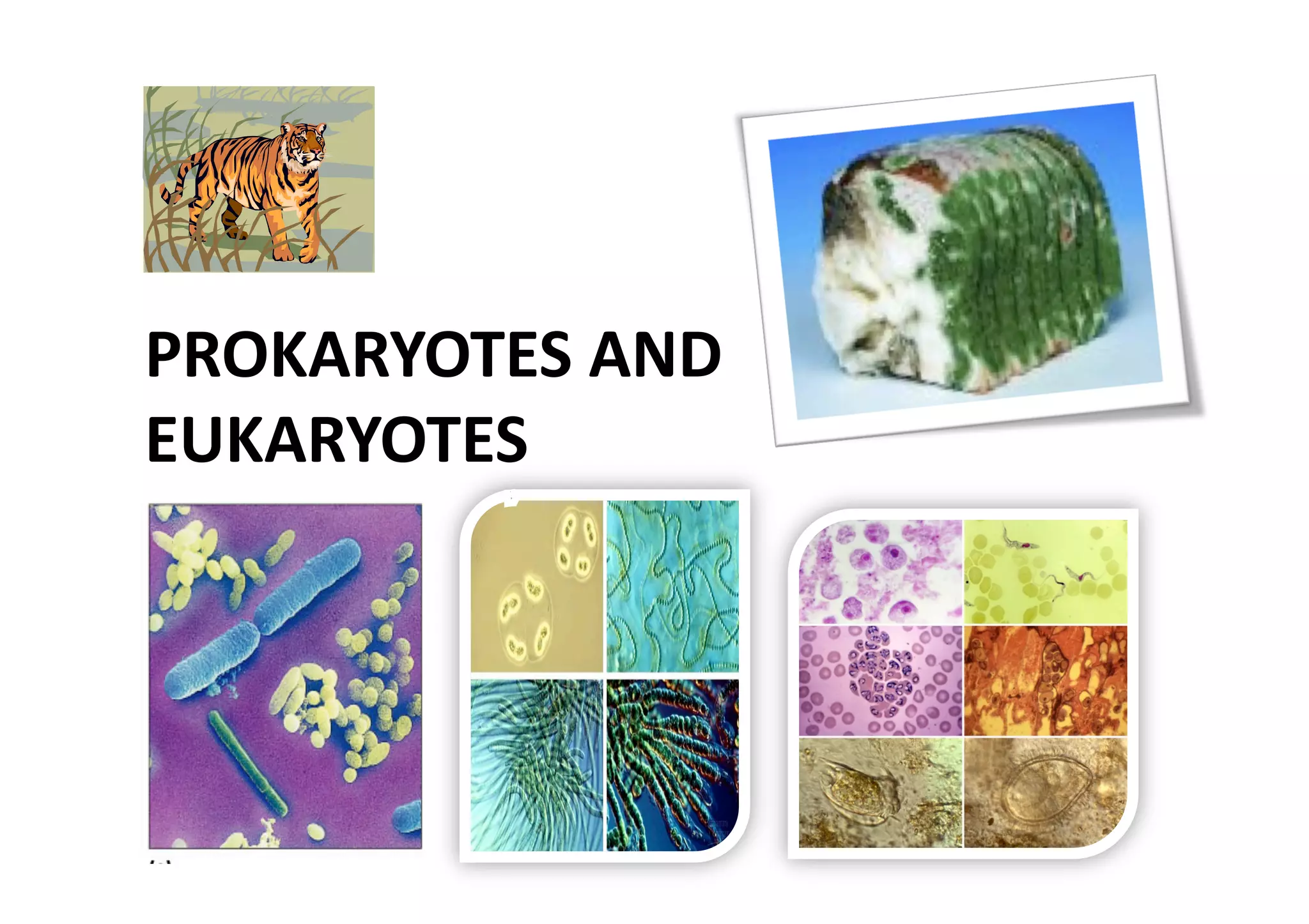 PROKARYOTES AND 
EUKARYOTES 
 